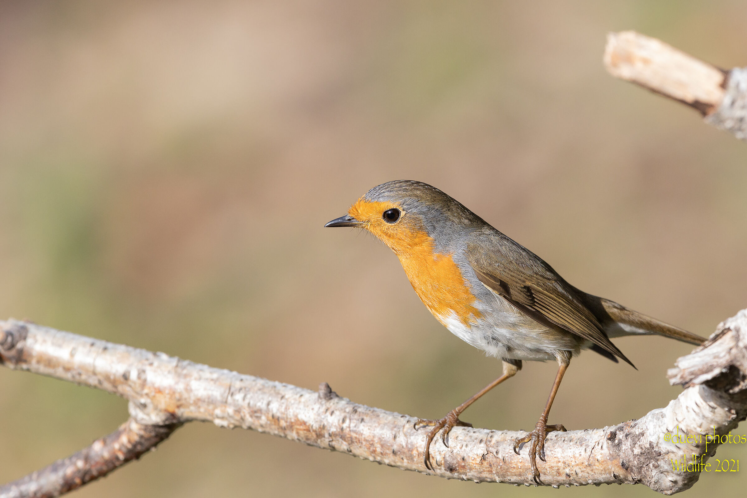 Robin -Erithacus rubecula