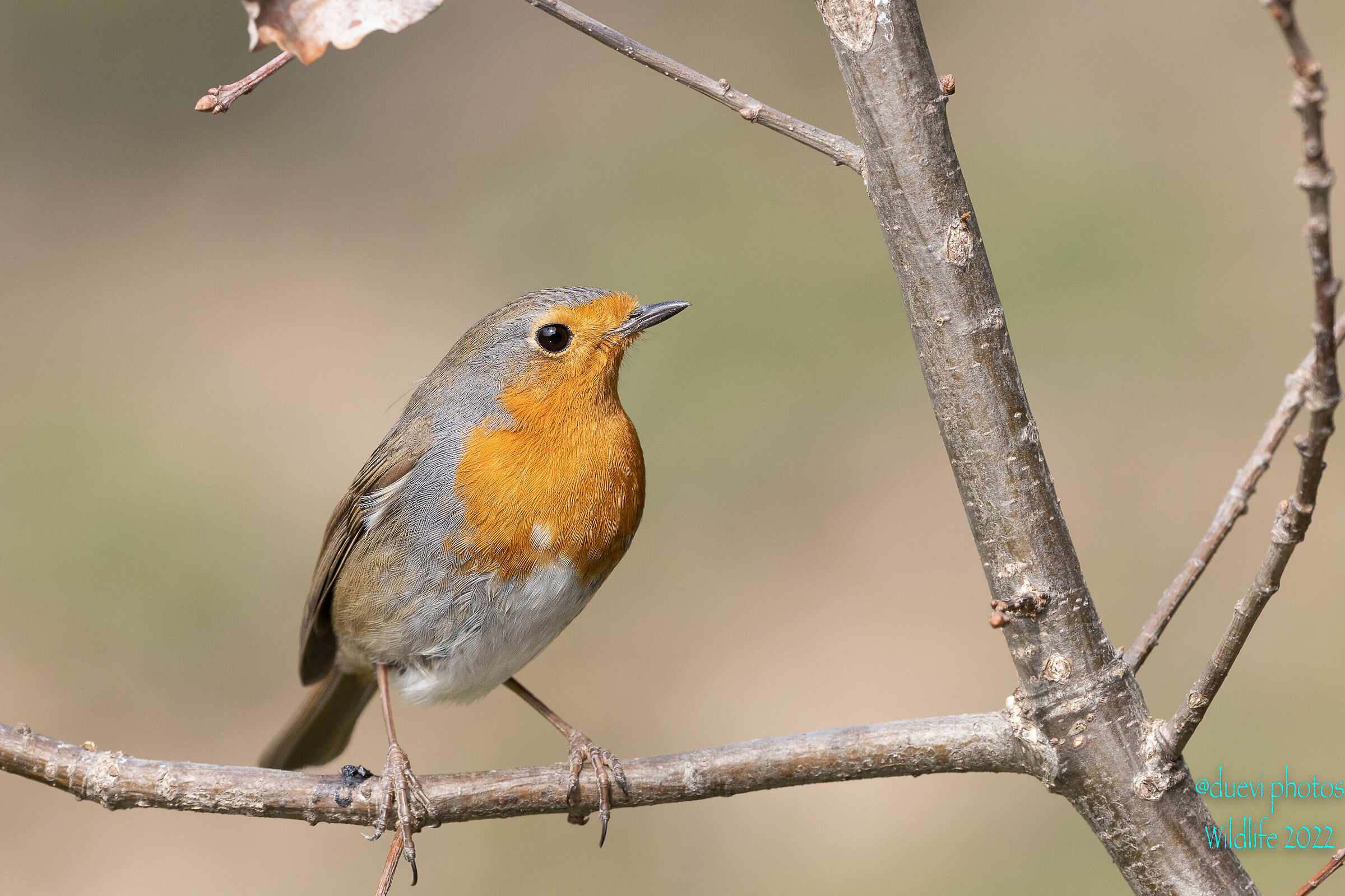 Robin -Erithacus rubecula