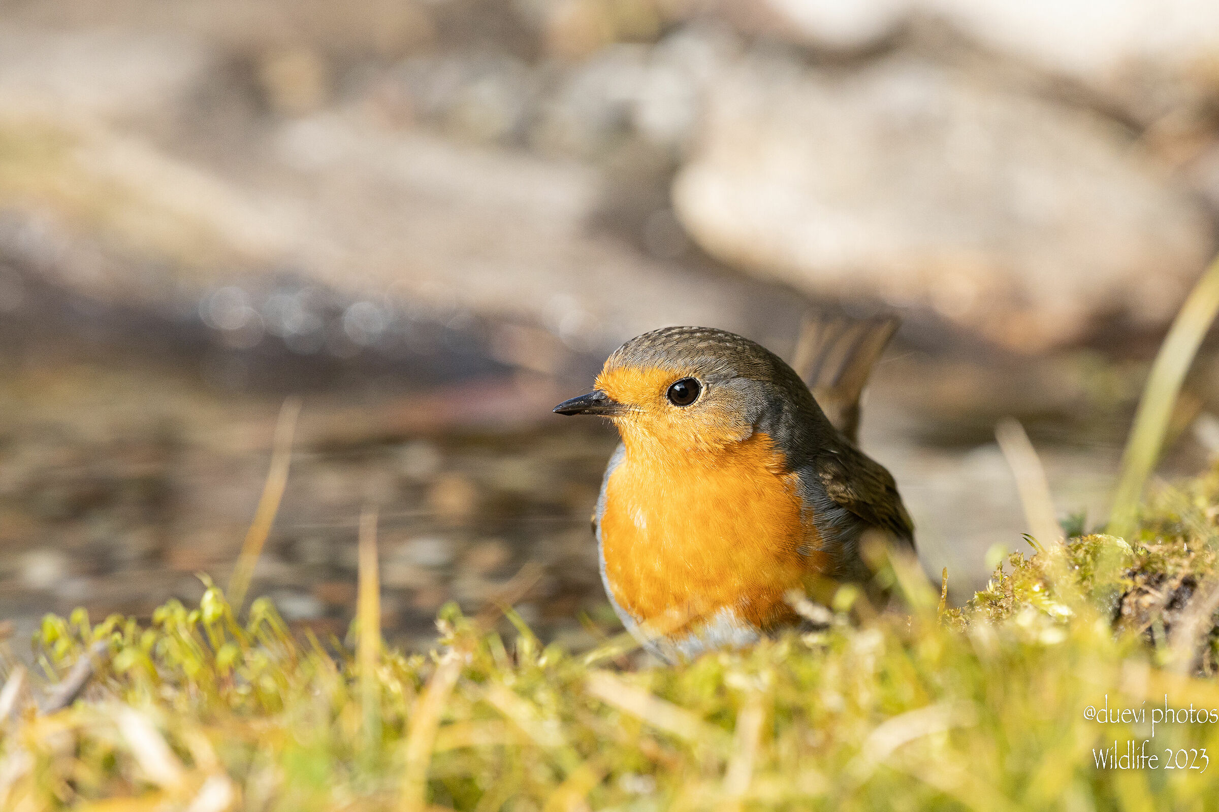 Robin -Erithacus rubecula