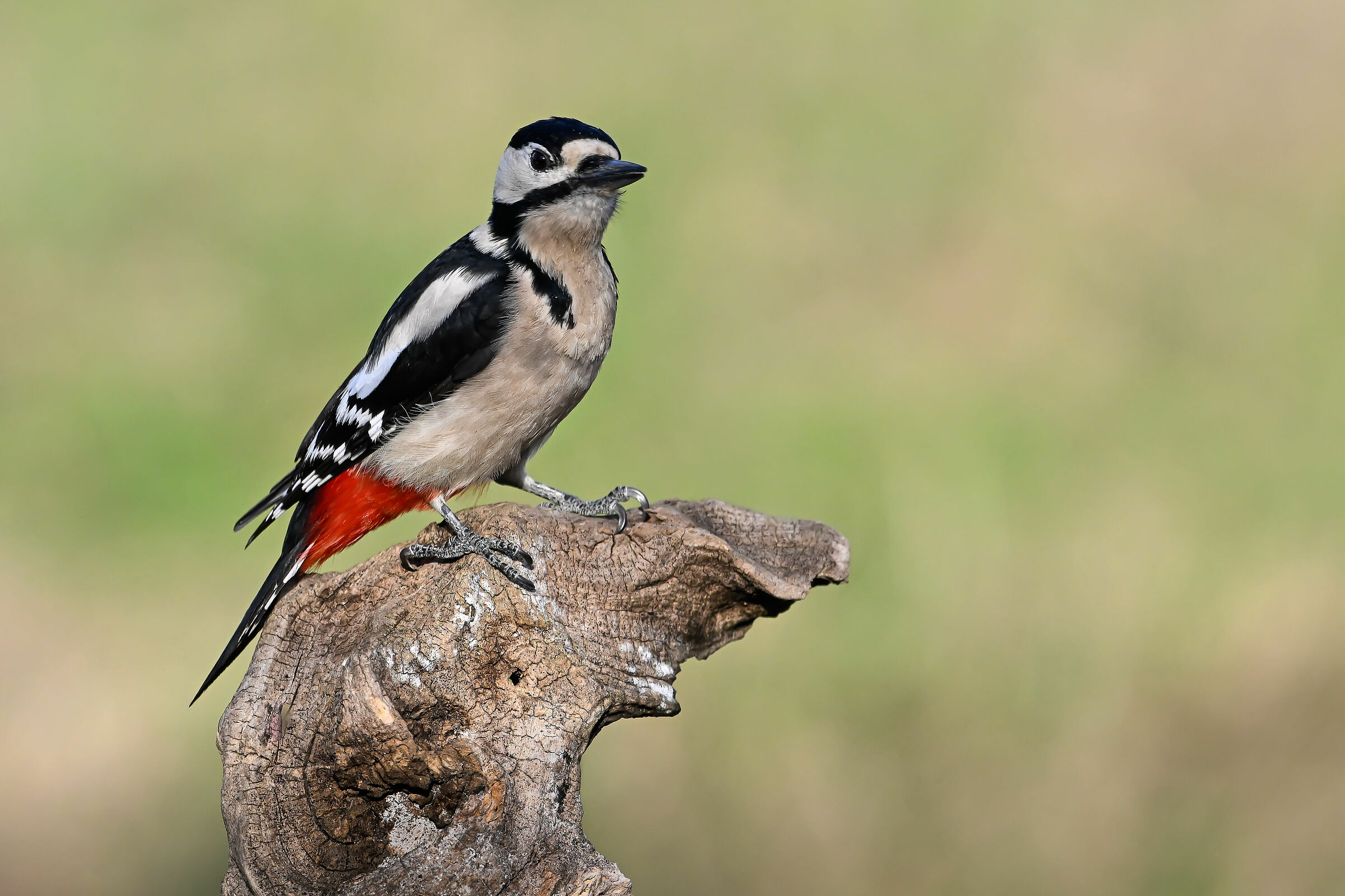 Spotted woodpecker #capannocora