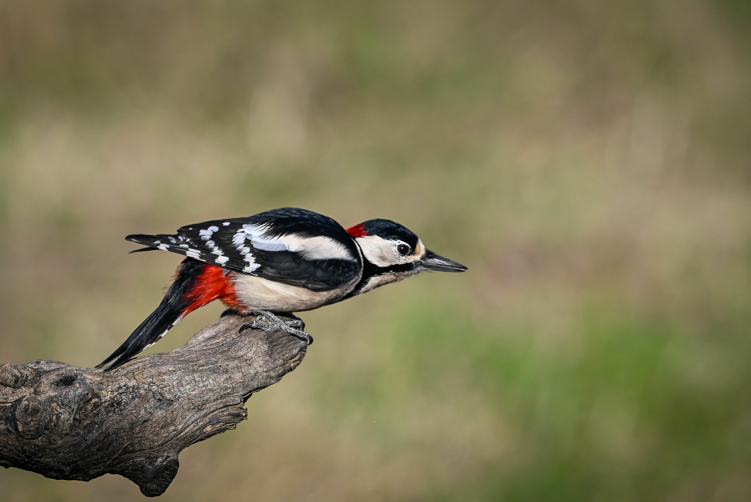 Spotted woodpecker #capannocora