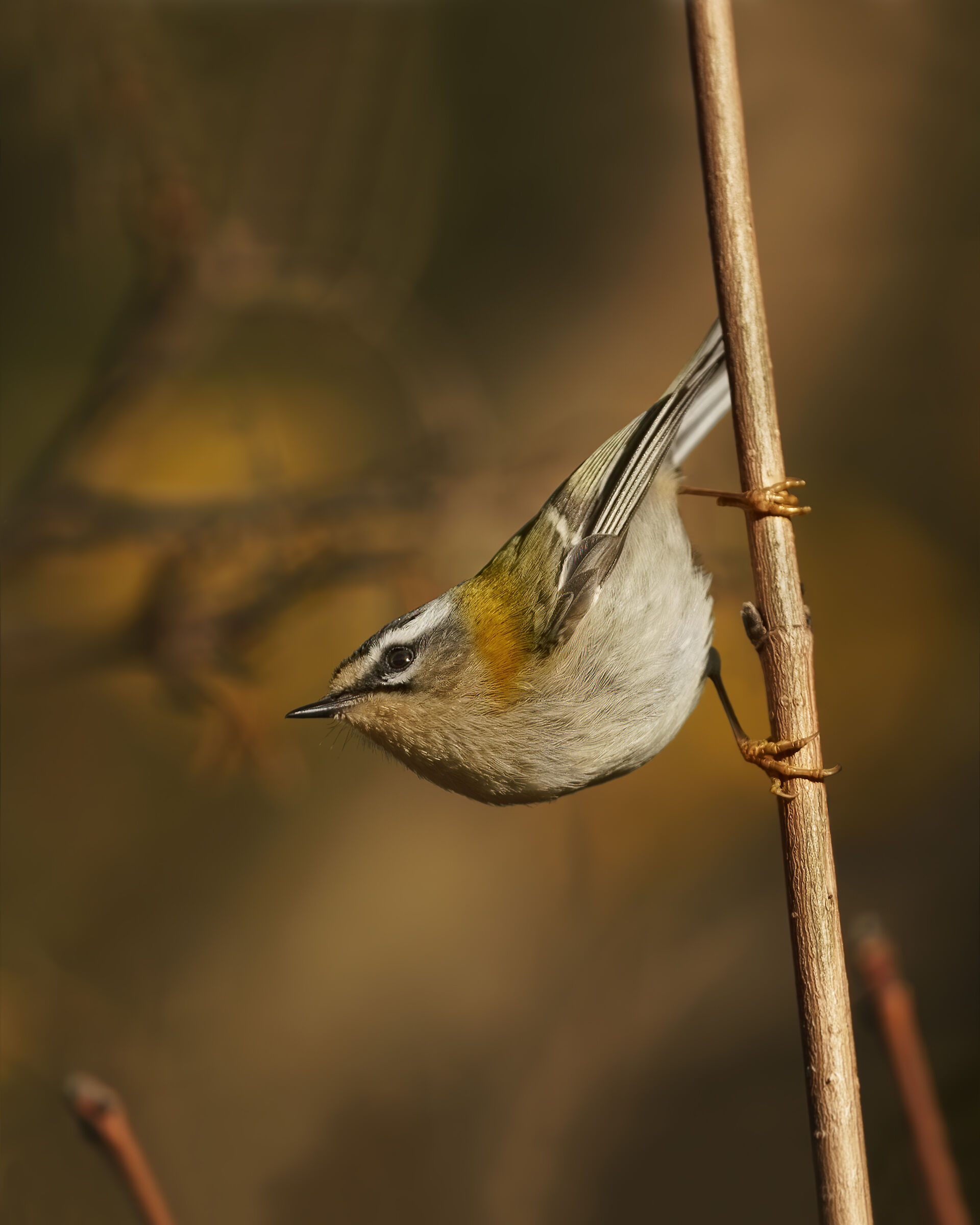 Fiorrancino