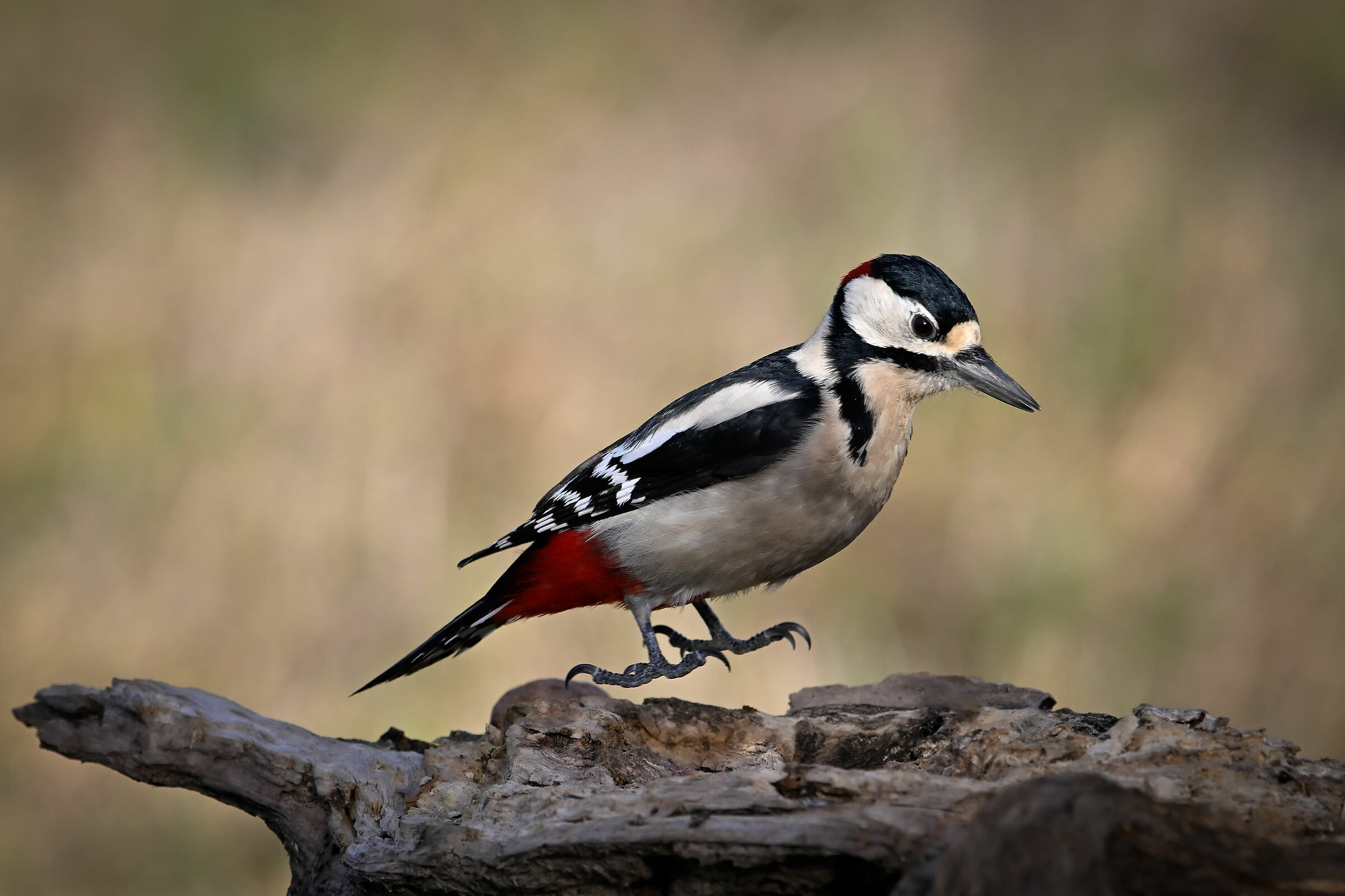 Spotted Woodpecker #capannocora "a little jump"