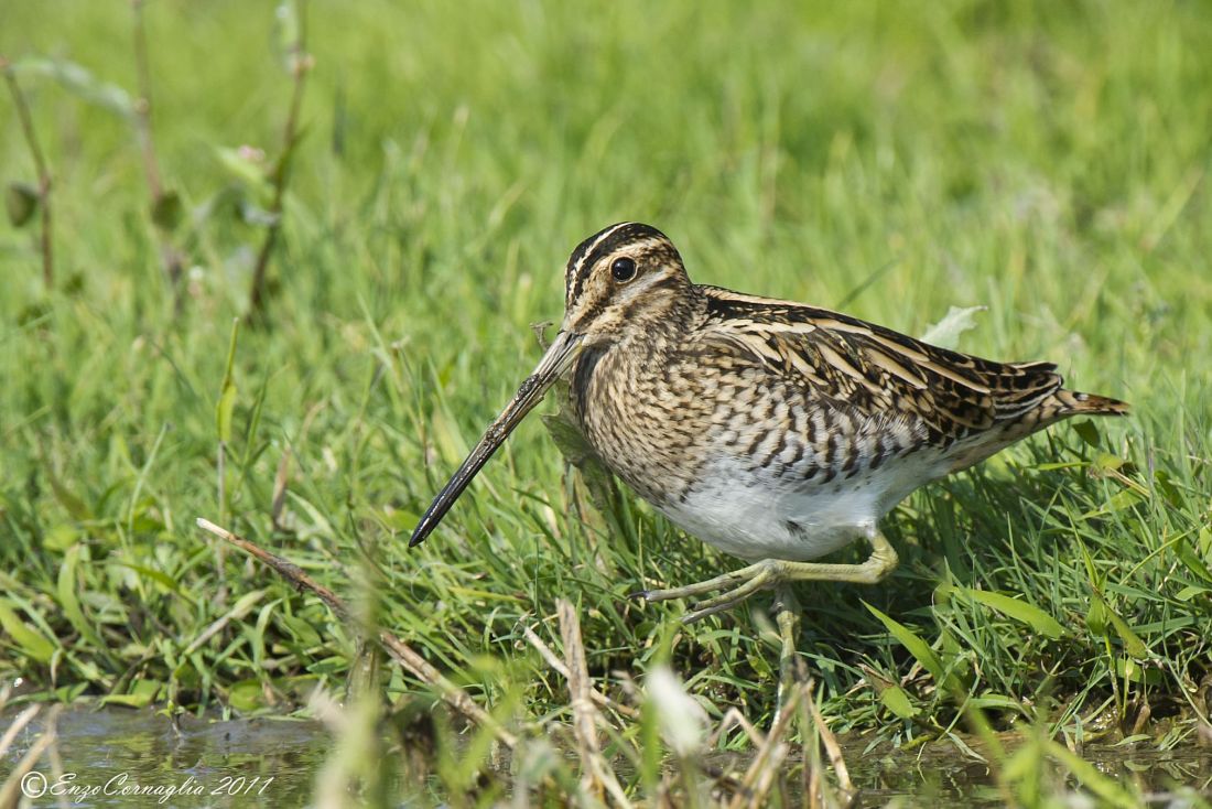 Snipe