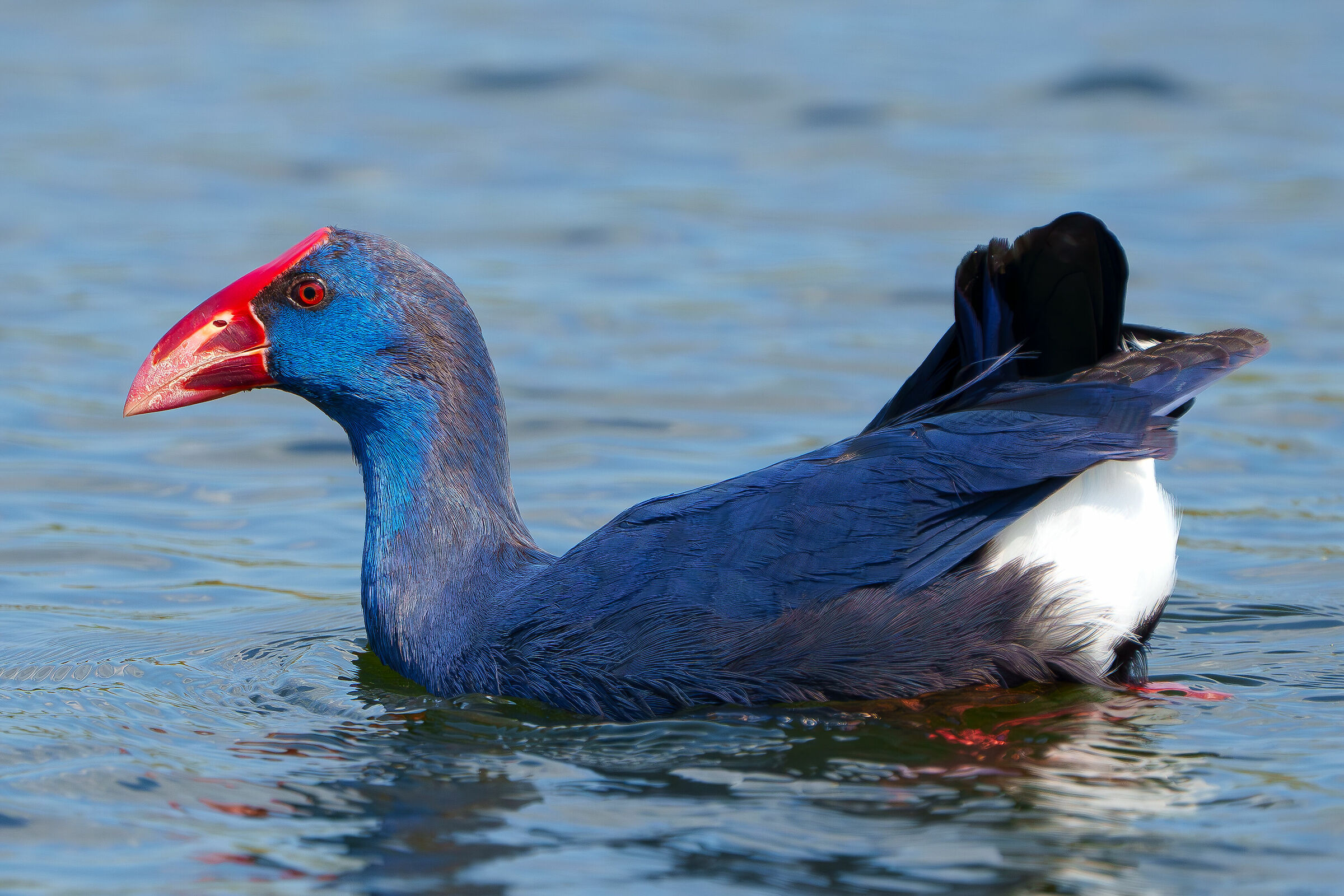 Swamphen