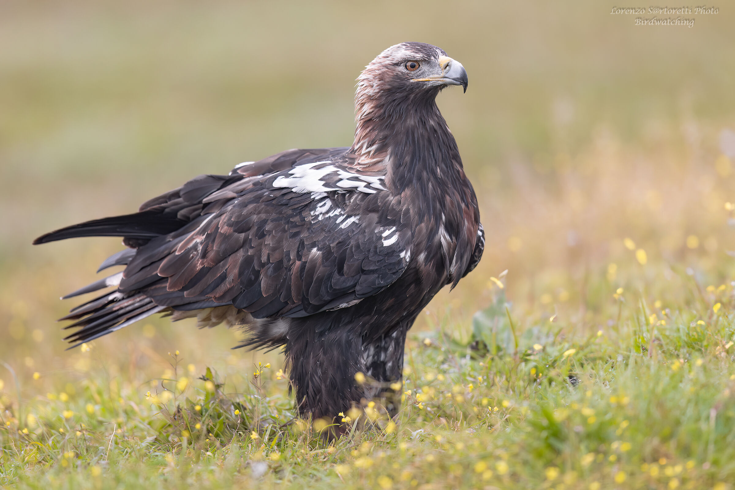 Aquila imperiale iberica