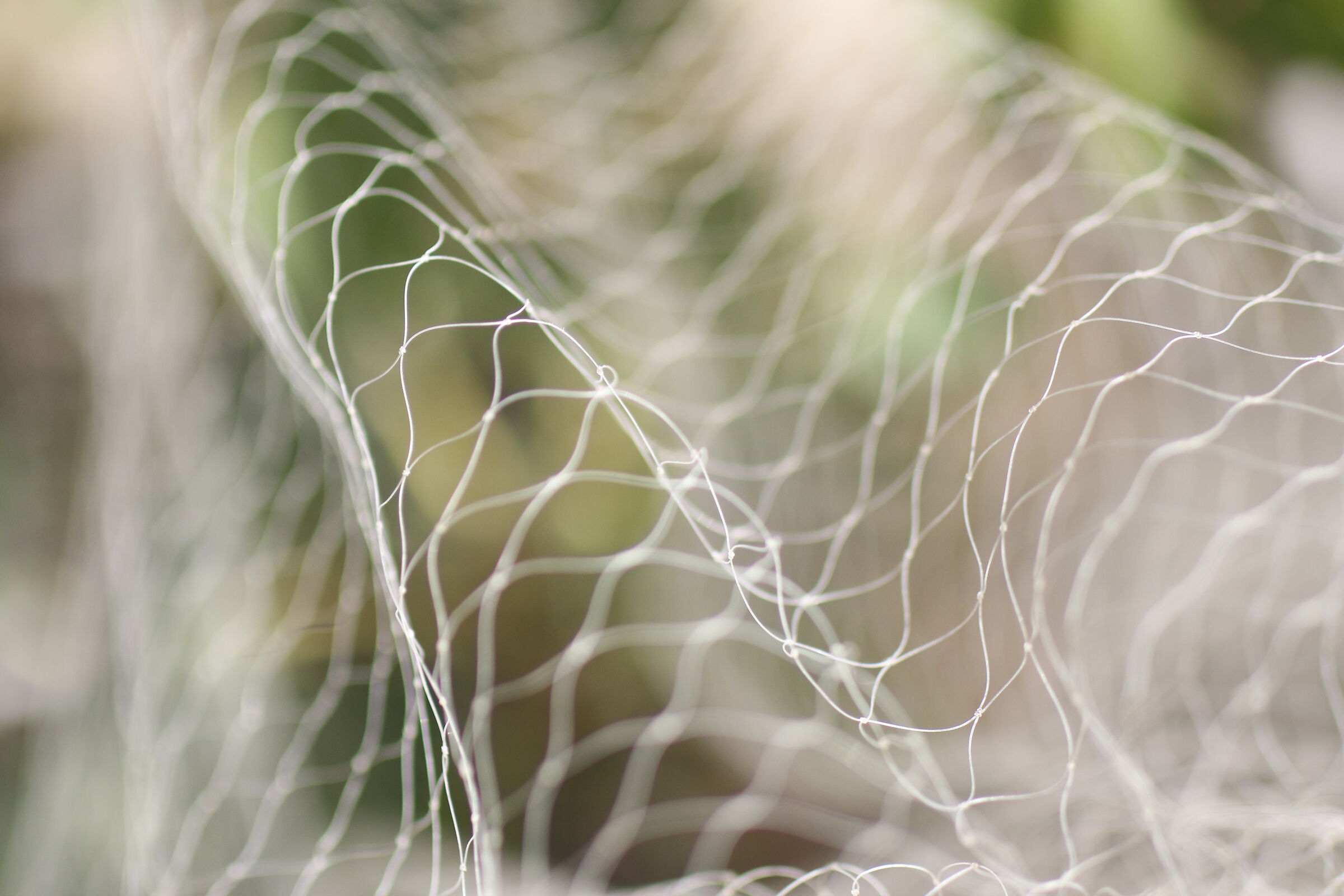 @ f. 2, " 1/8 mila ", Milvus Z. 50, 1.4- Canon 7 D II