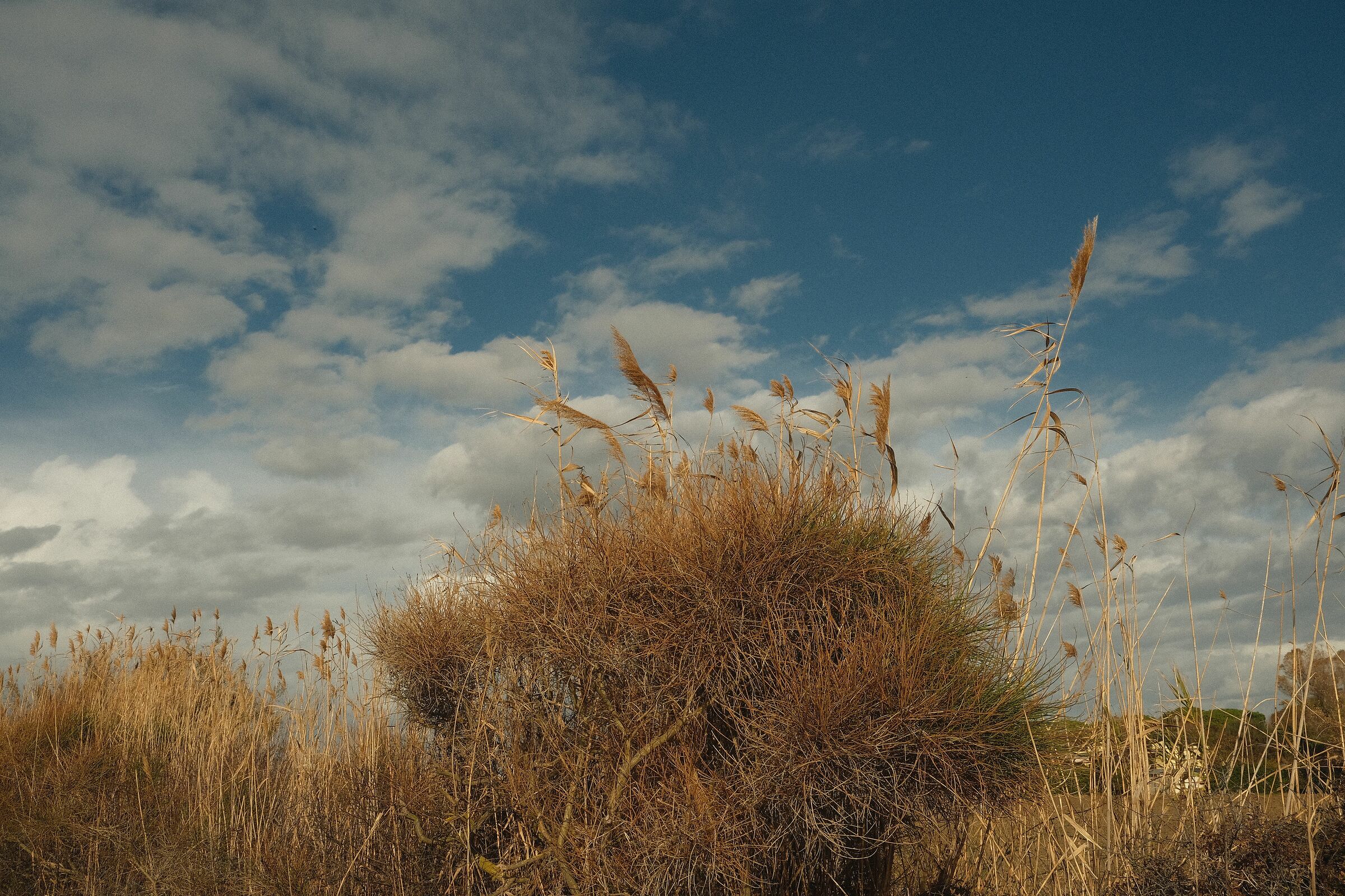 Saline di Tarquinia , mattino