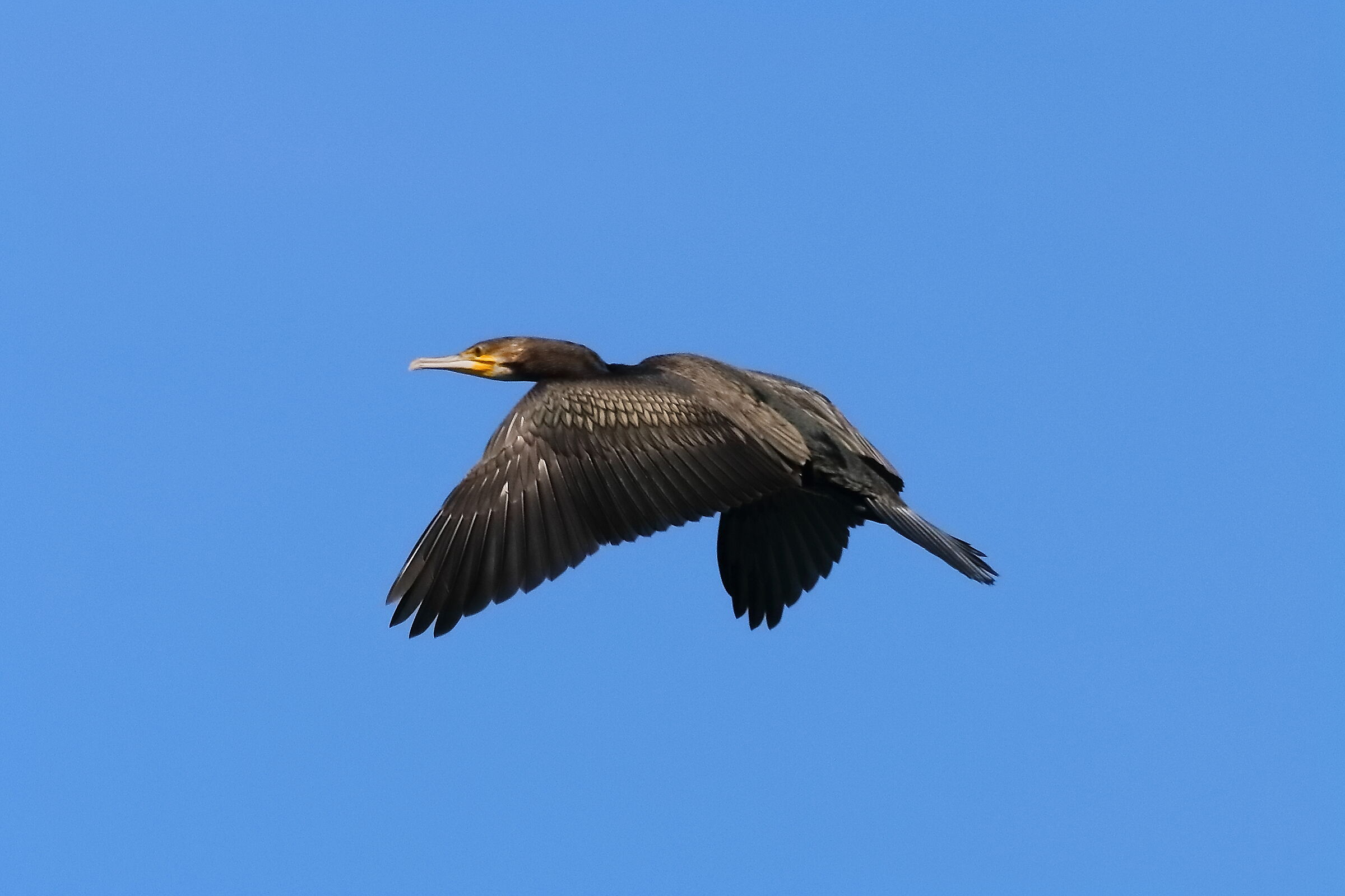 Cormorant 13-08-2023