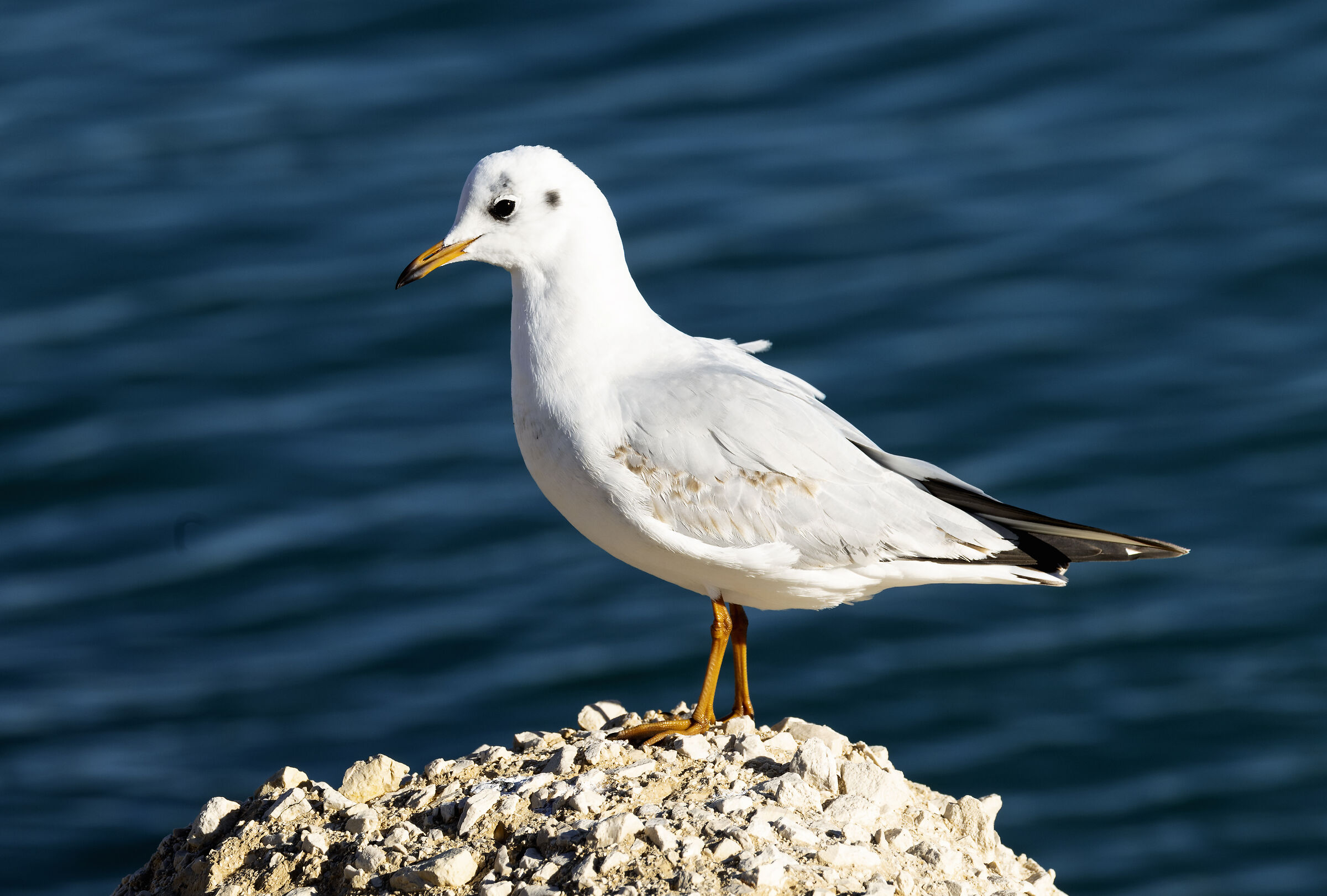 Chroicocephalus ridibundus