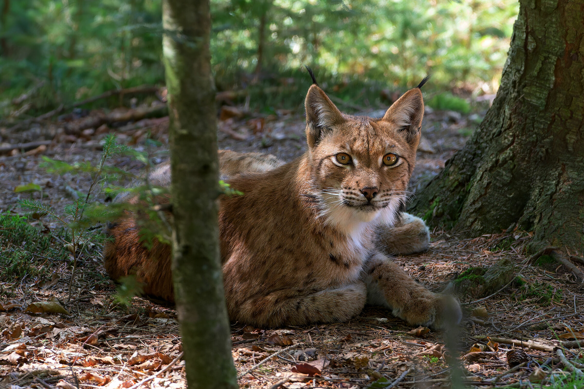 Bavaria- bosco di Zwiesel Lince Europea