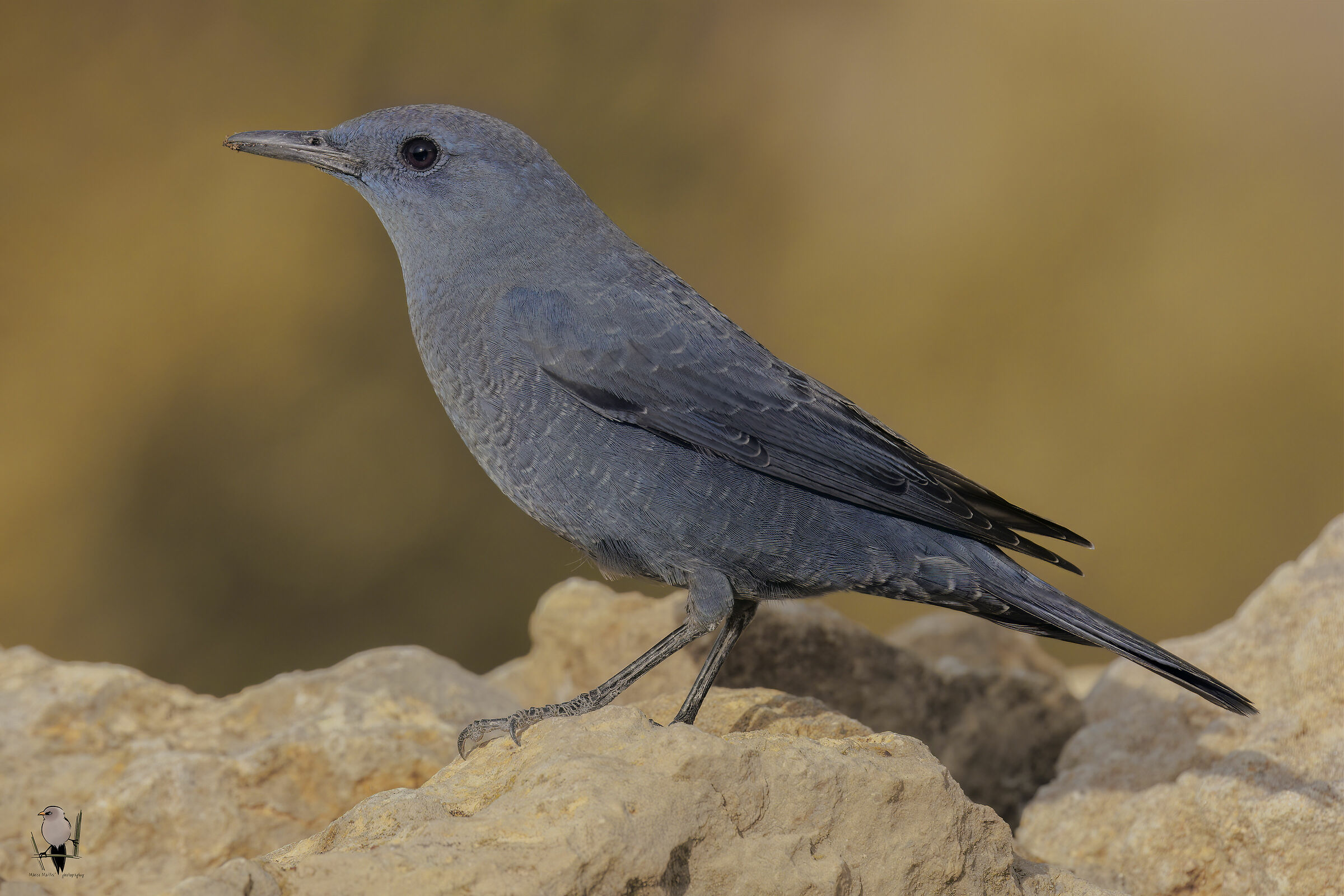 Blue rock thrush