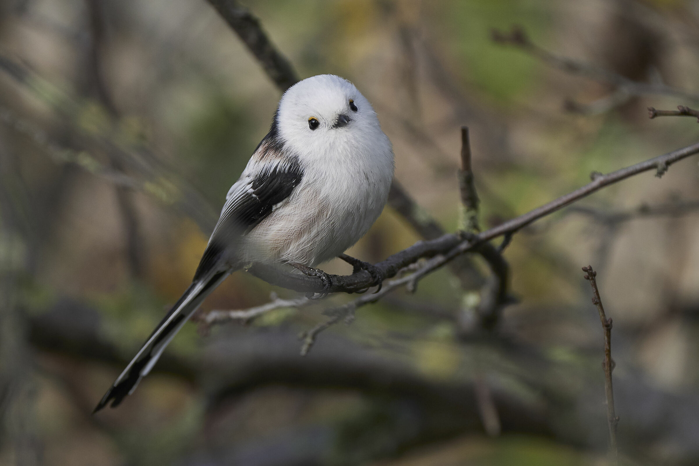 Cinciarella codalunga ( Aegithalos caudatus )