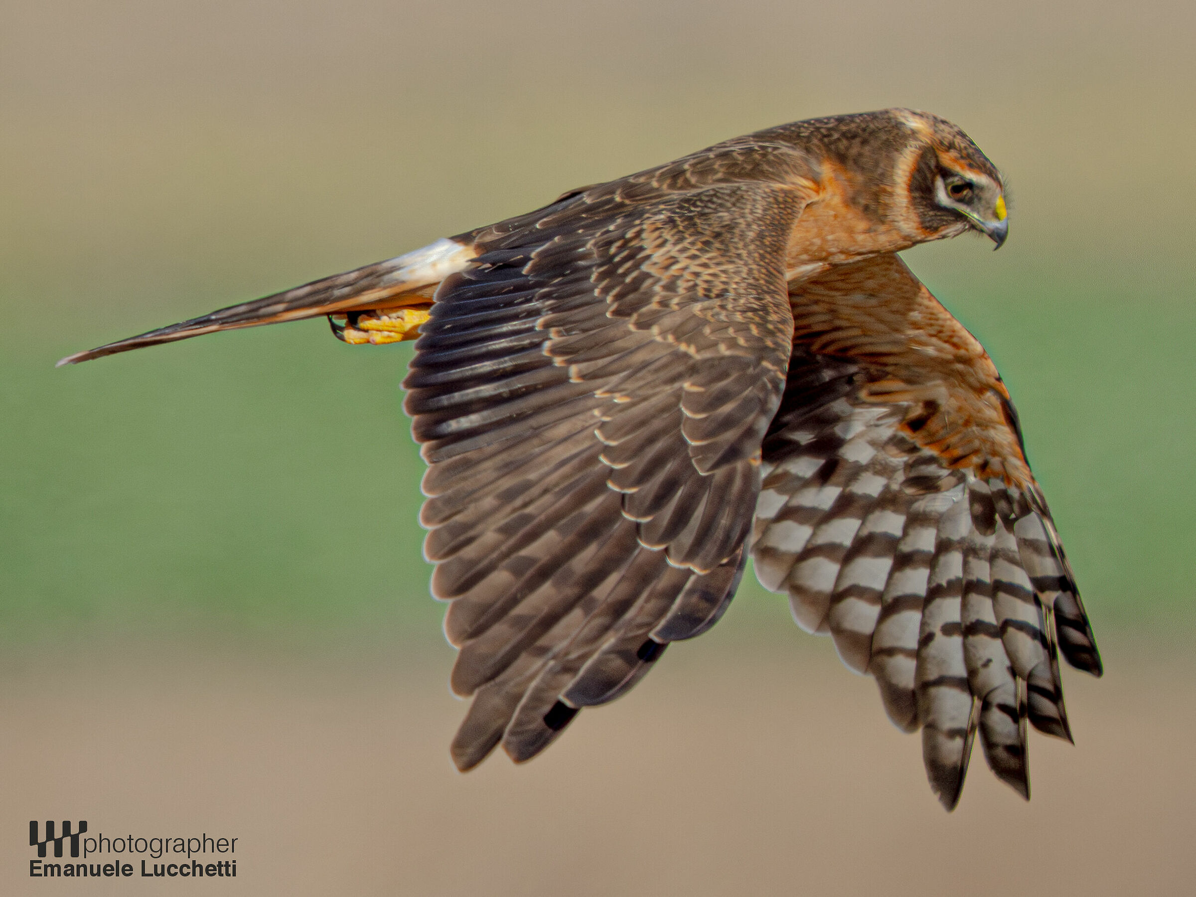 Pale harrier (female, juvenile)