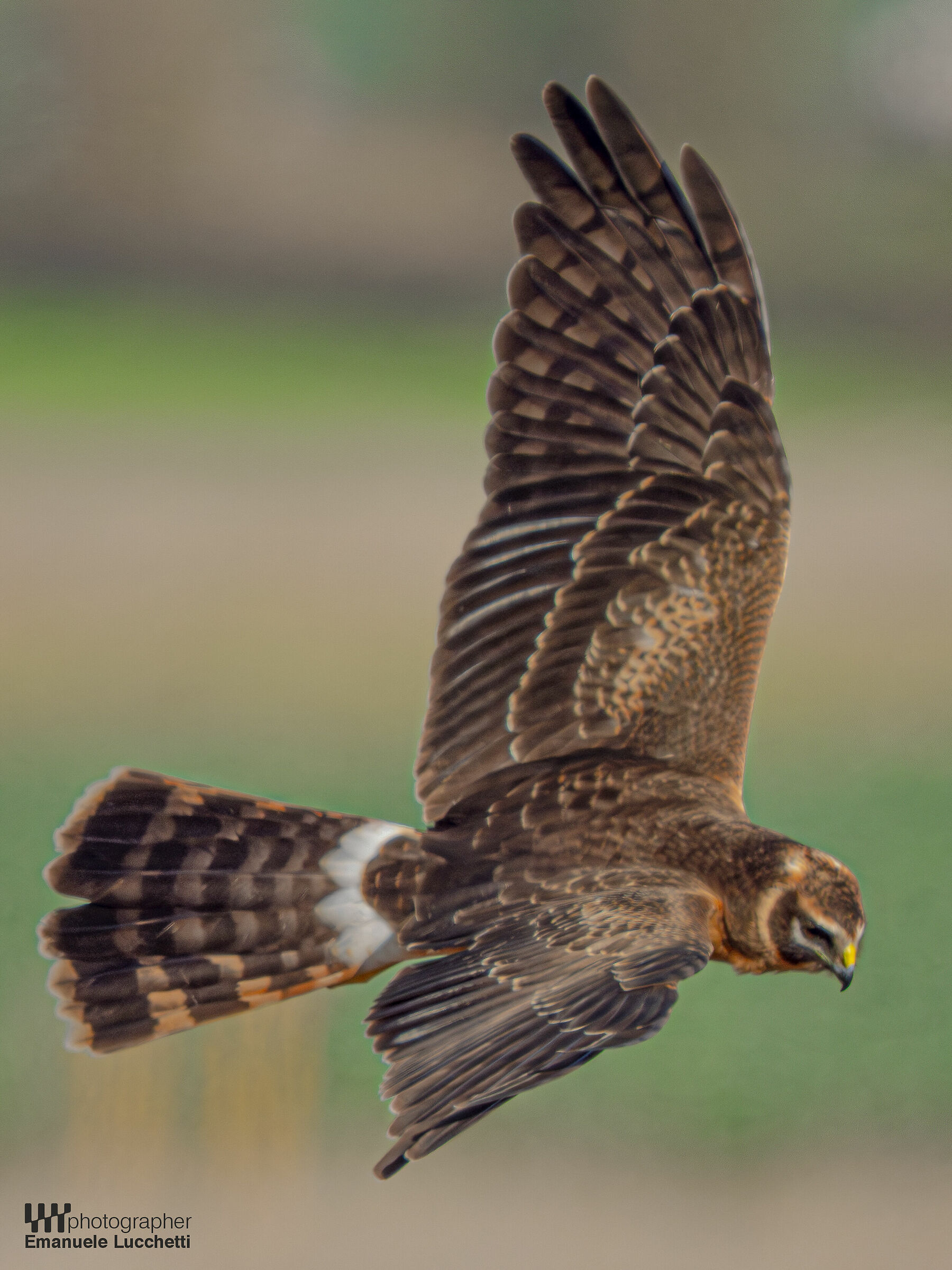 Pale harrier (female, juvenile)