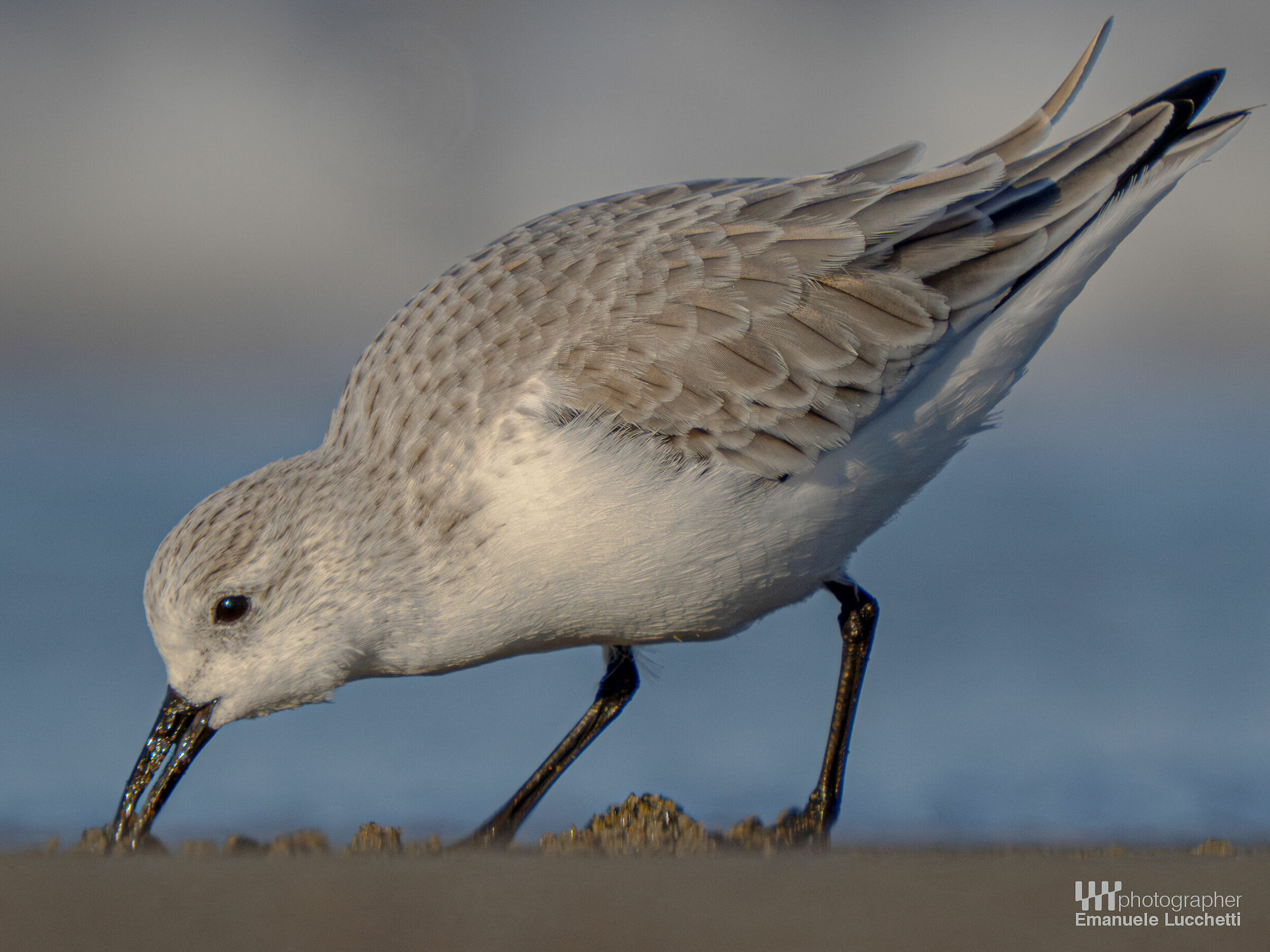 Piovanello tridattilo