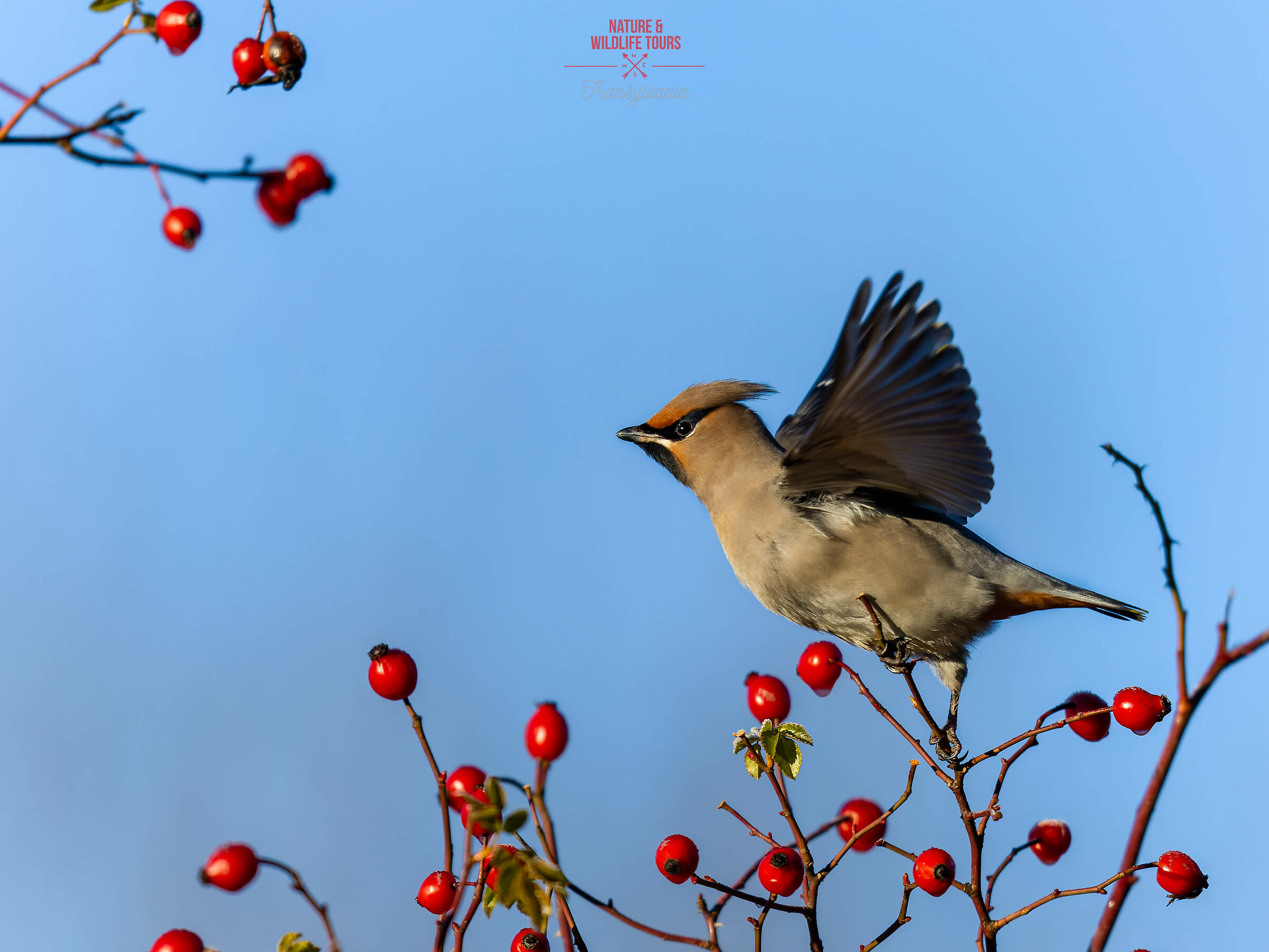 Waxwing on wing