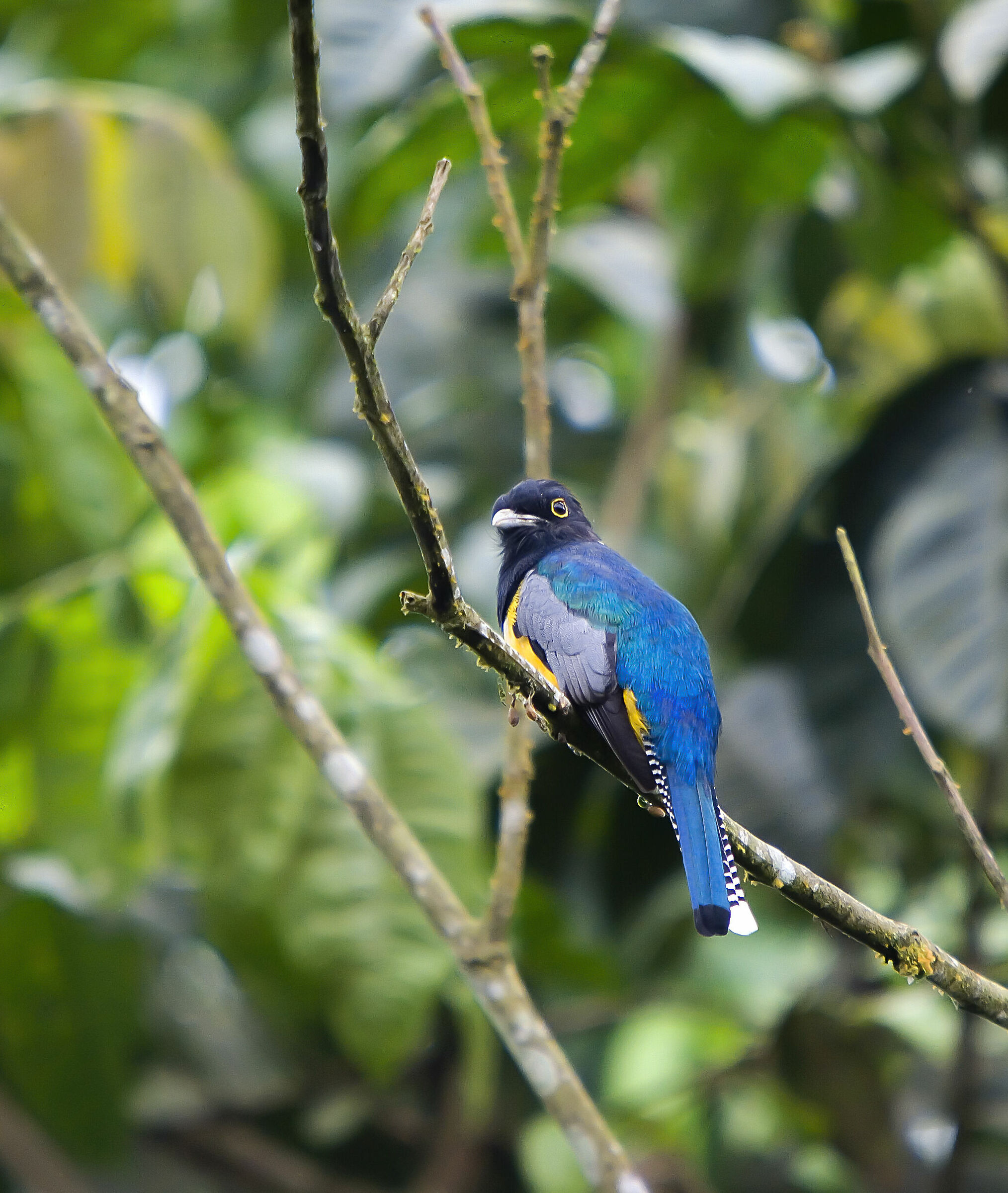 Trogon caligatus Ecuador