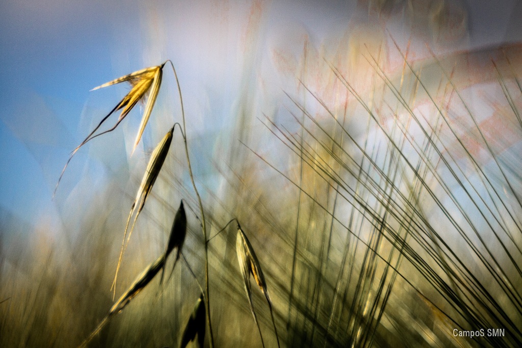 the wind caresses me