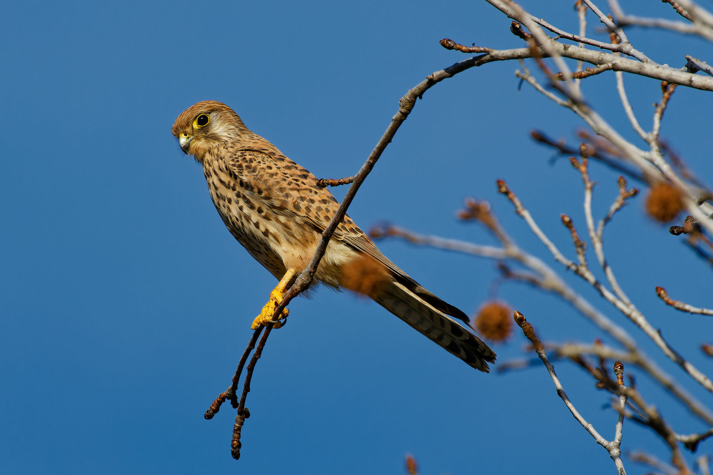 kestrel