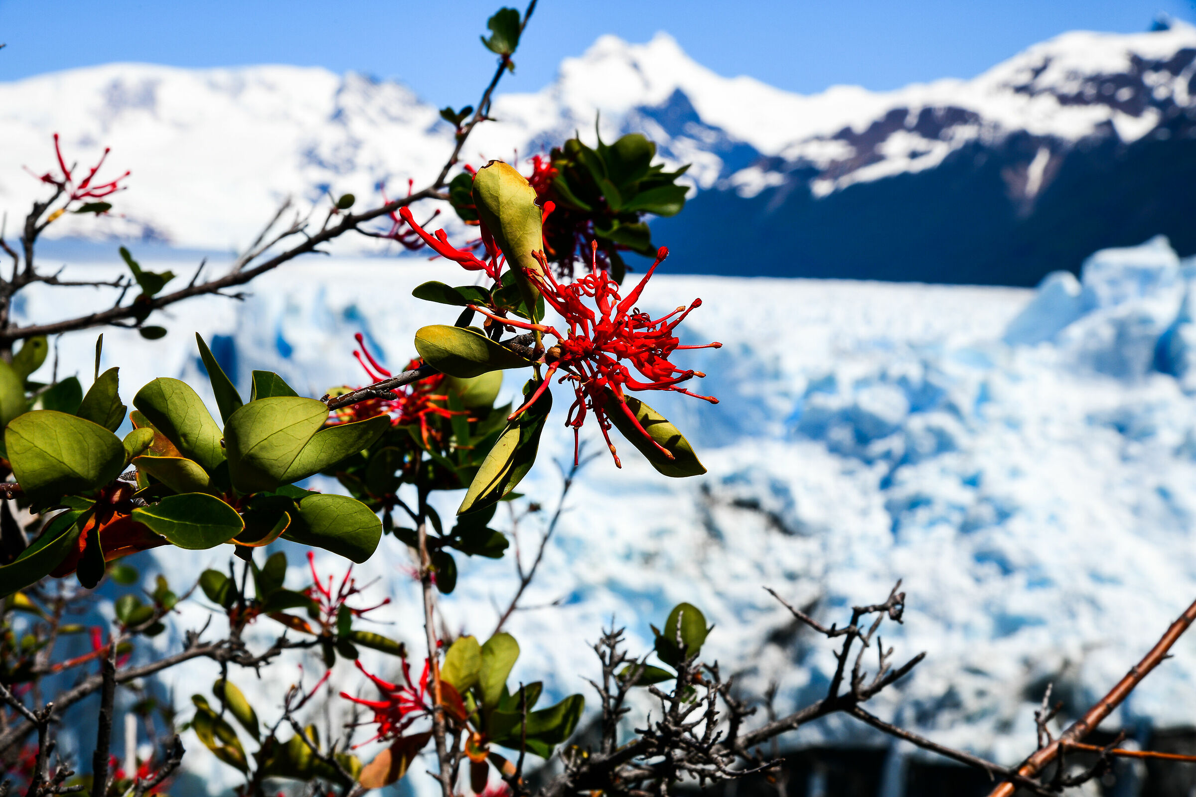 fiori e ghiaccio sul Perito Moreno