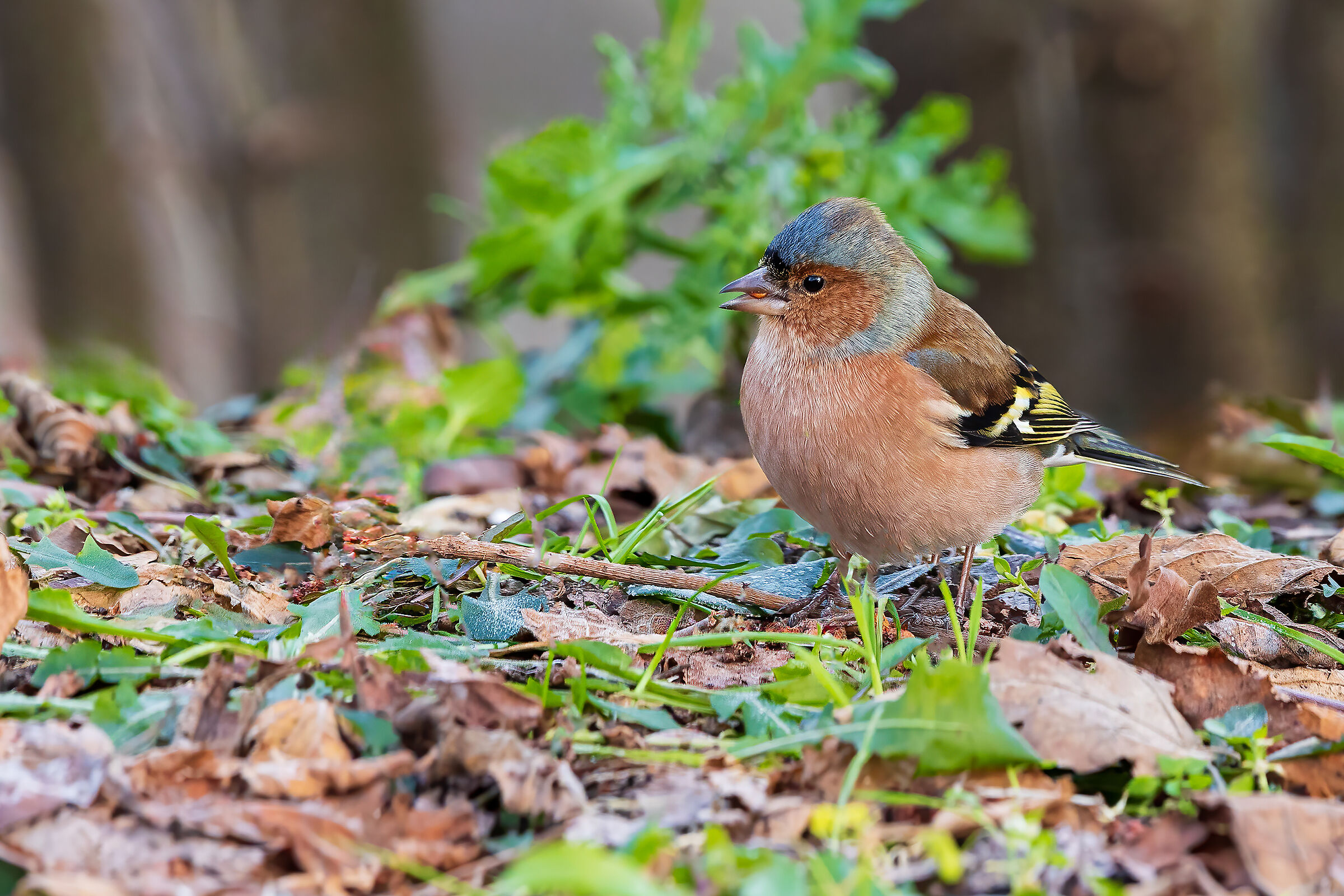 Chaffinch