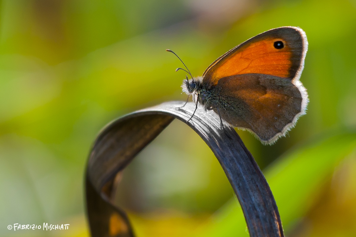 Coenonympha Pamphilus