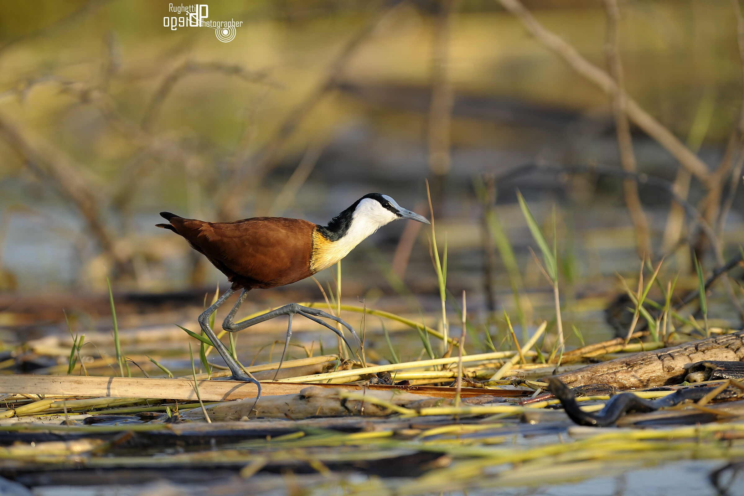 Jacana Africana