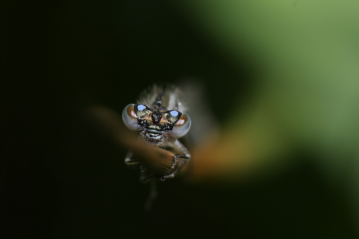 From Hell - From Hell