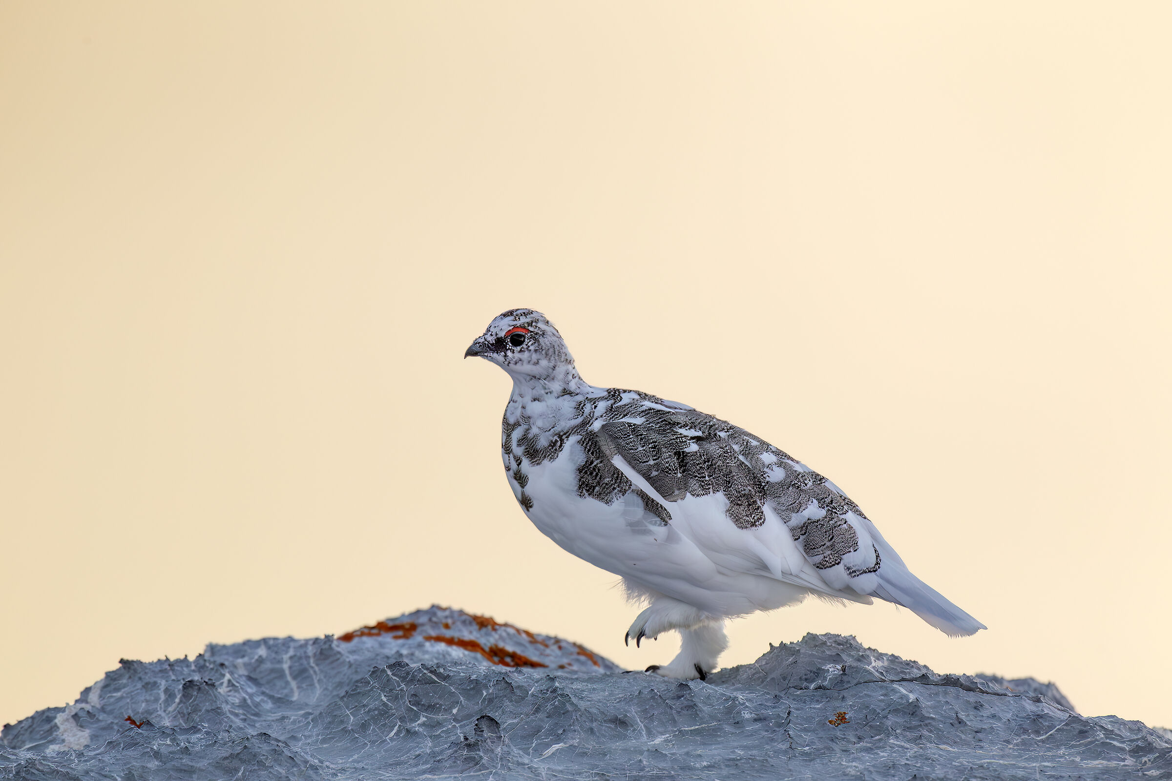 Ptarmigan in moulting