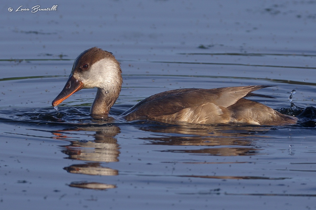 Turkish Pochard (fem)