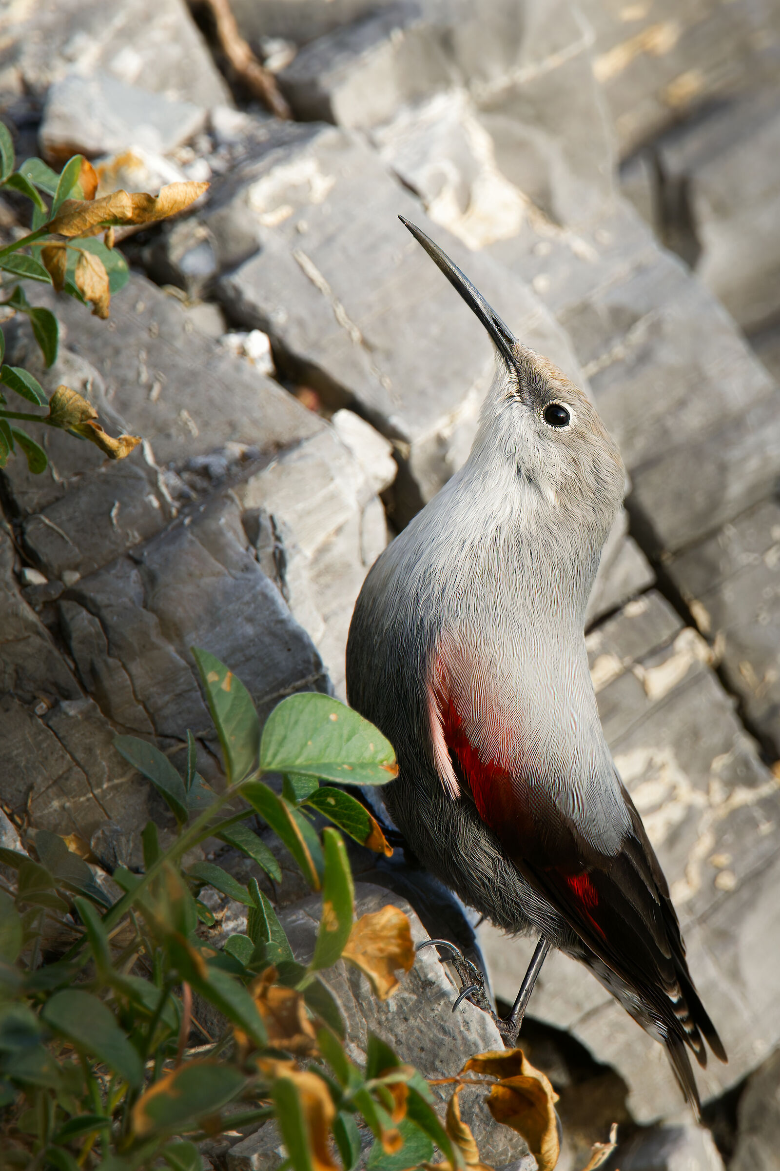 Wallcreeper
