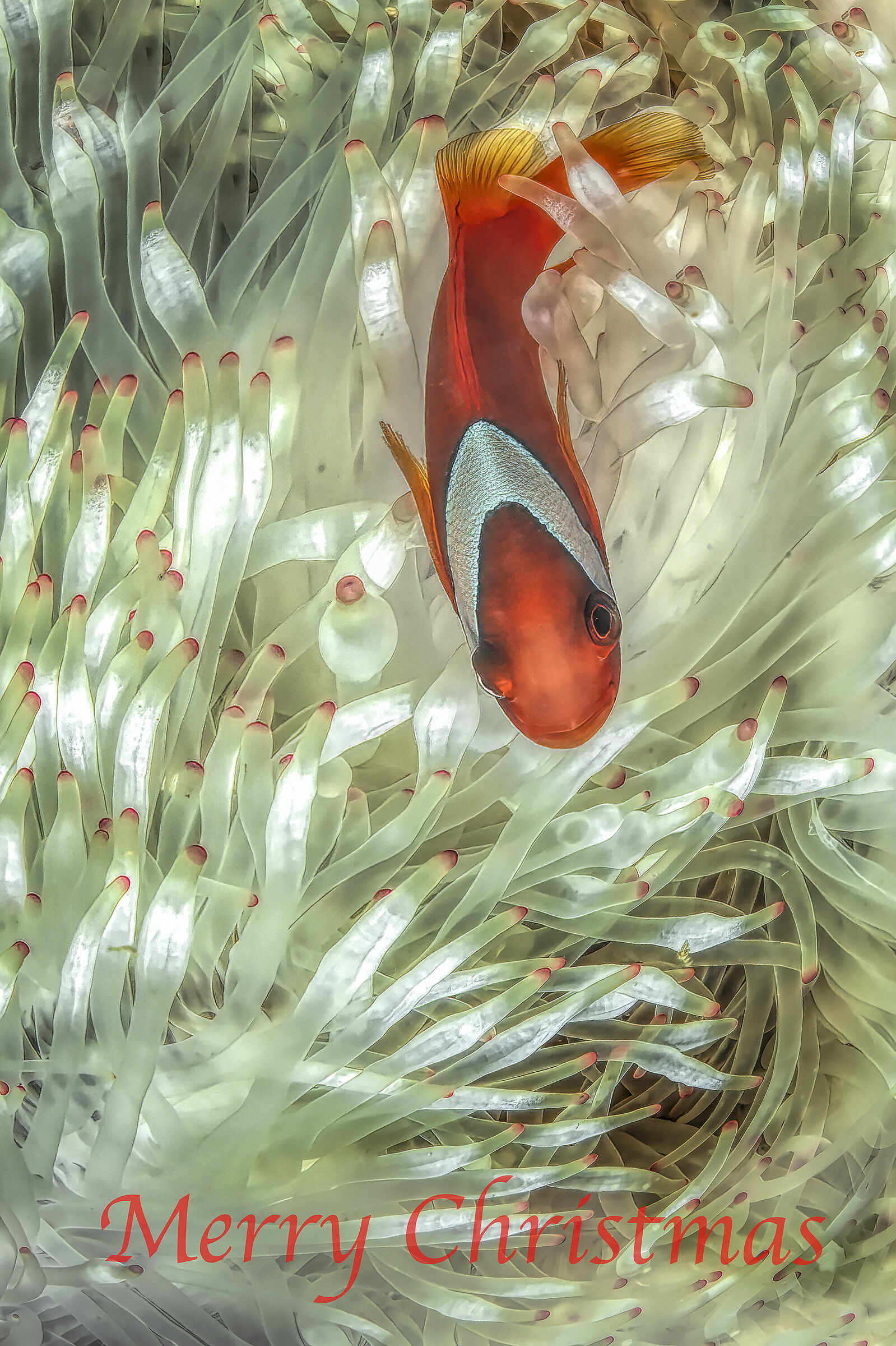 clownfish and white anemone  Philippines  Moalboal
