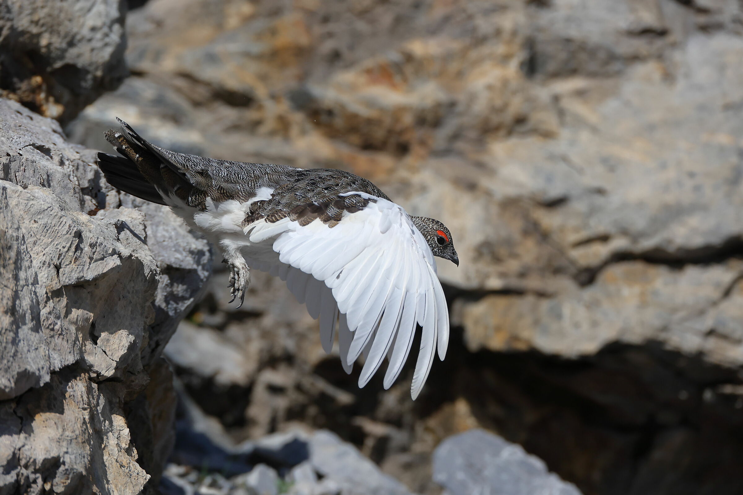Ptarmigan