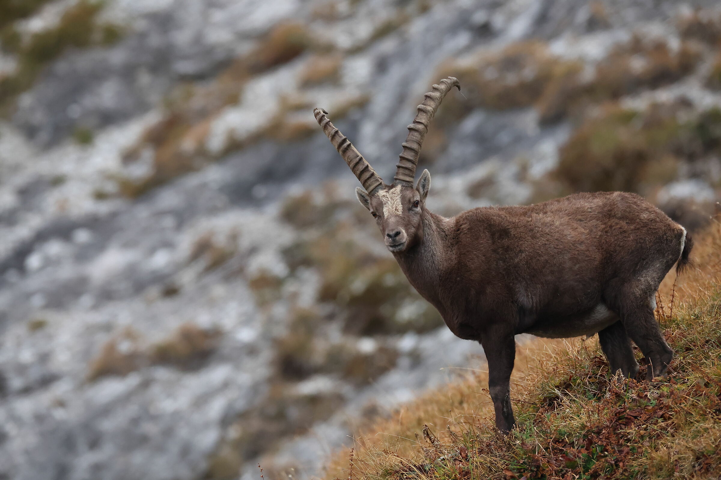 Ibex