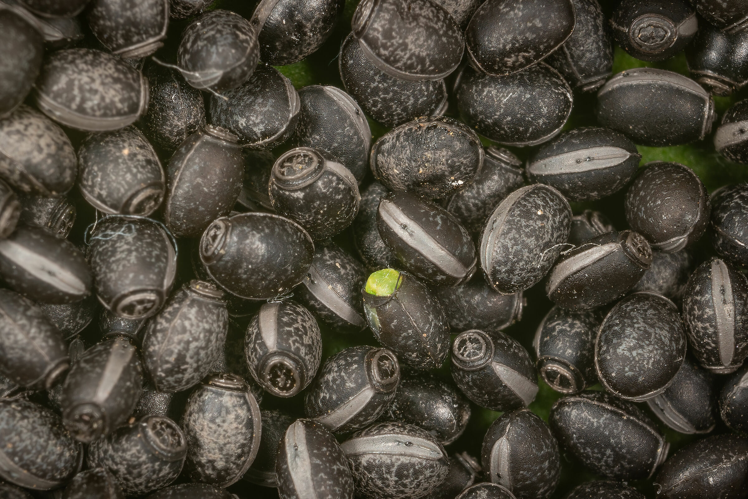 Uova di Bacillus rossius