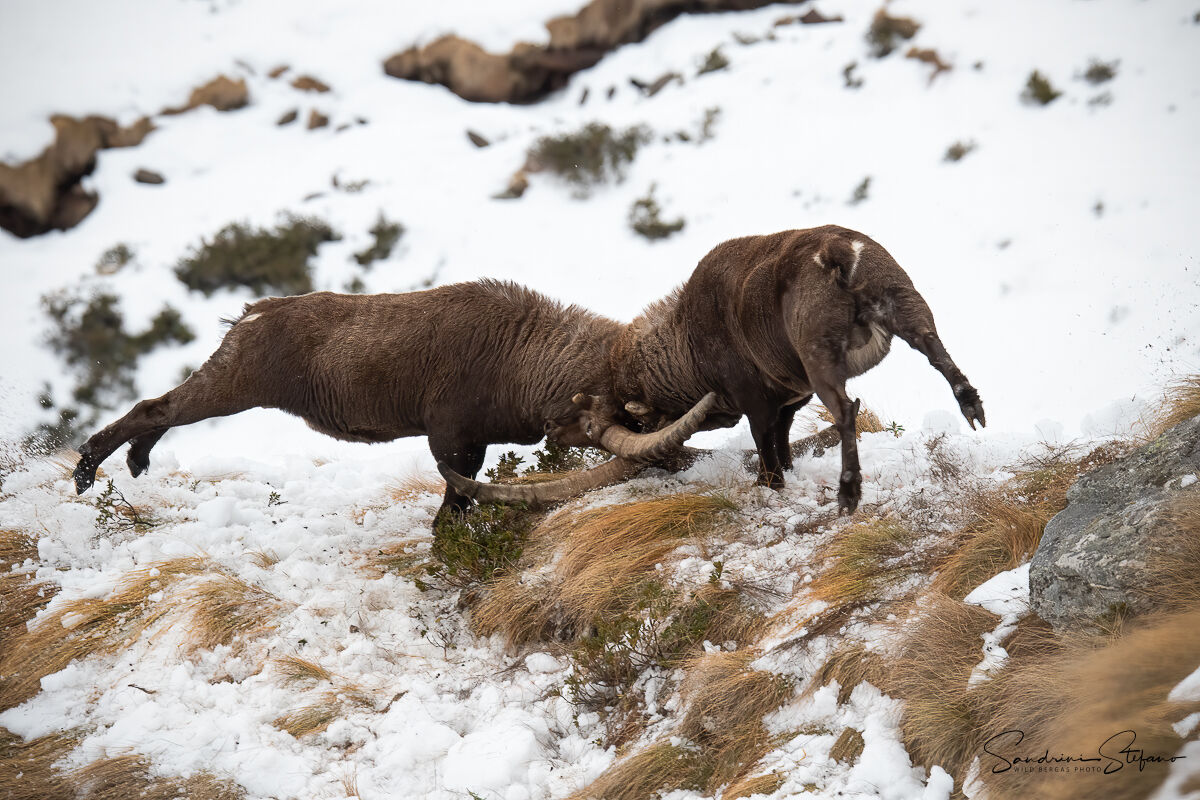Ibex Fighting