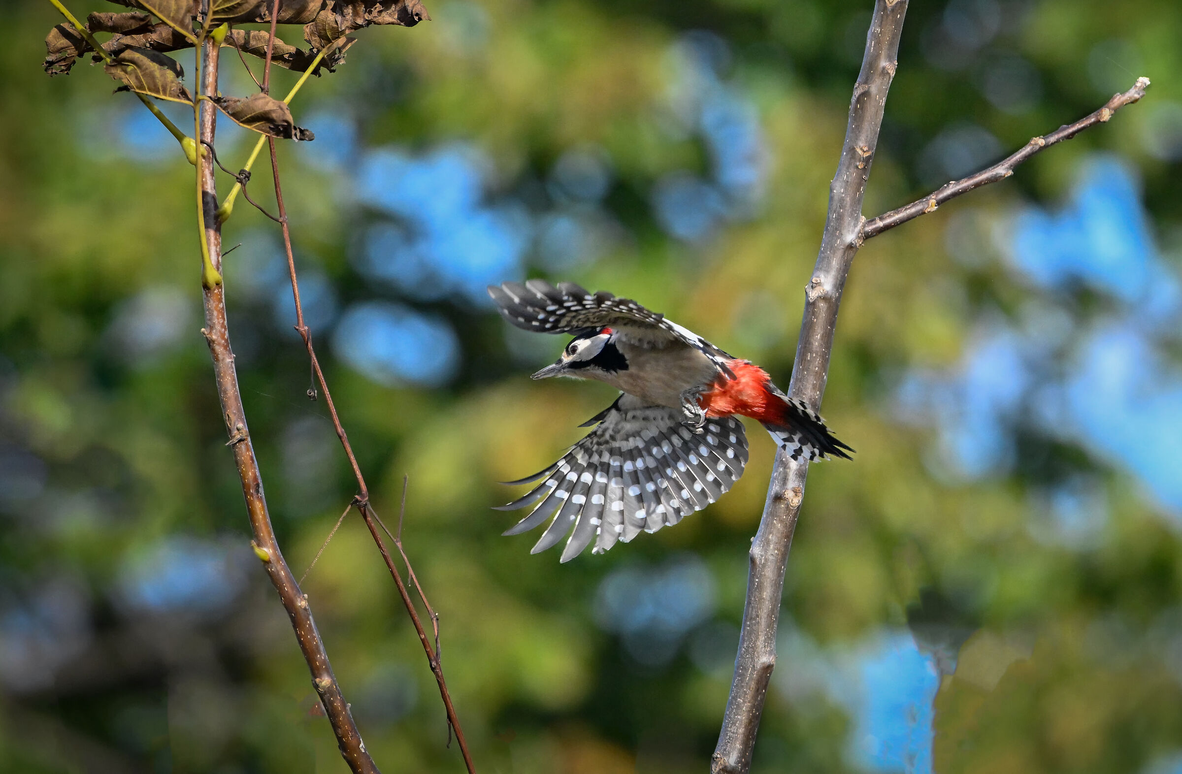 Woodpecker in flight #capannocora