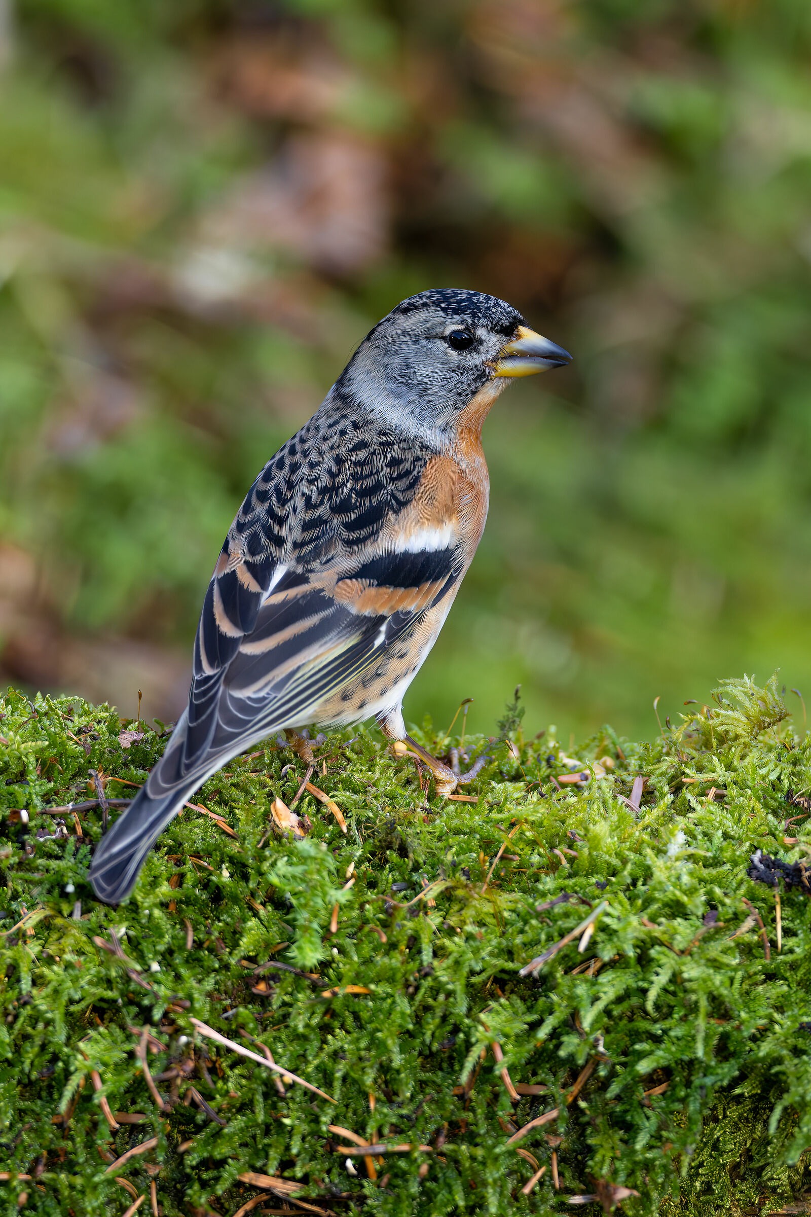 Brambling