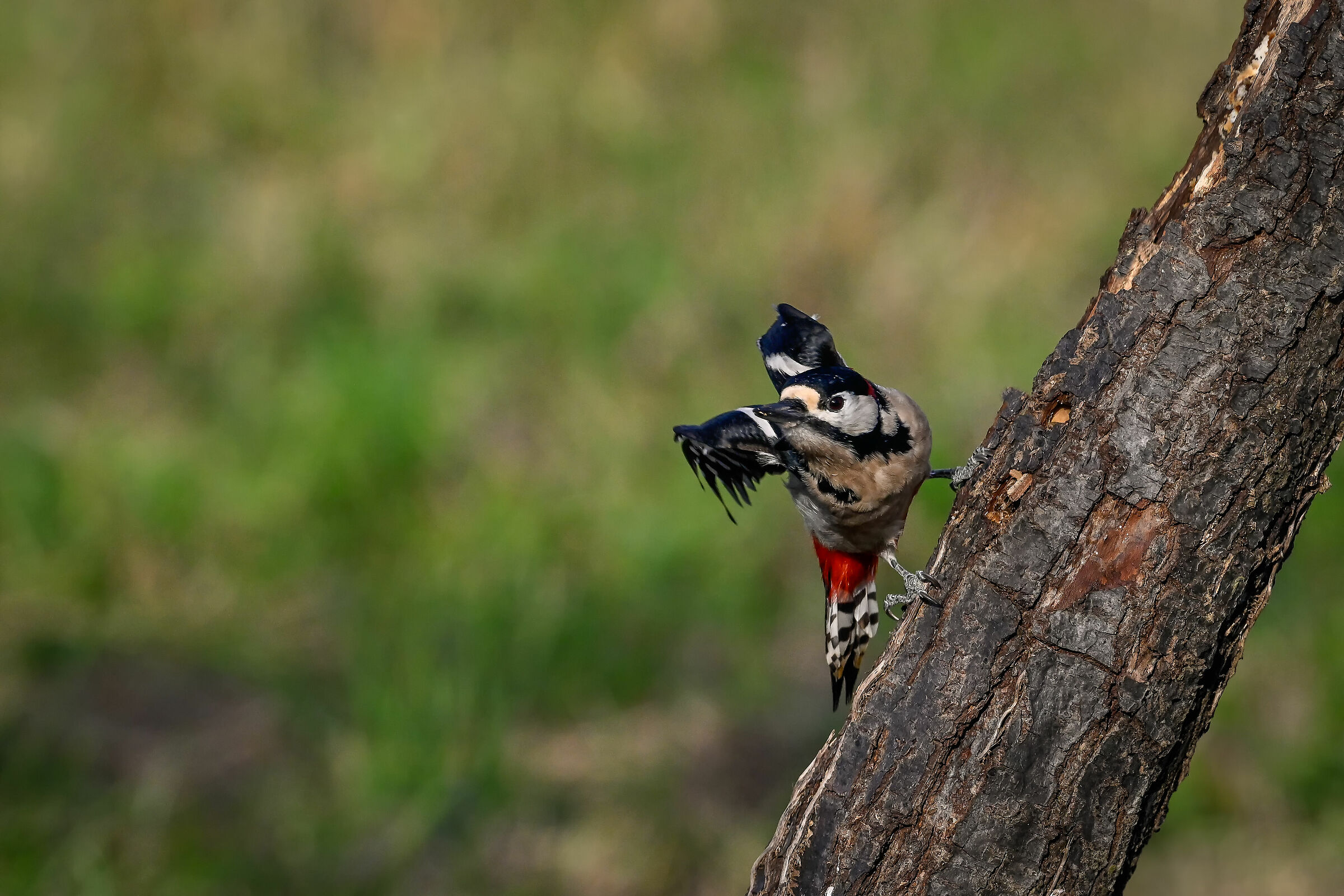 Spotted woodpecker #capannocora "ready to go"