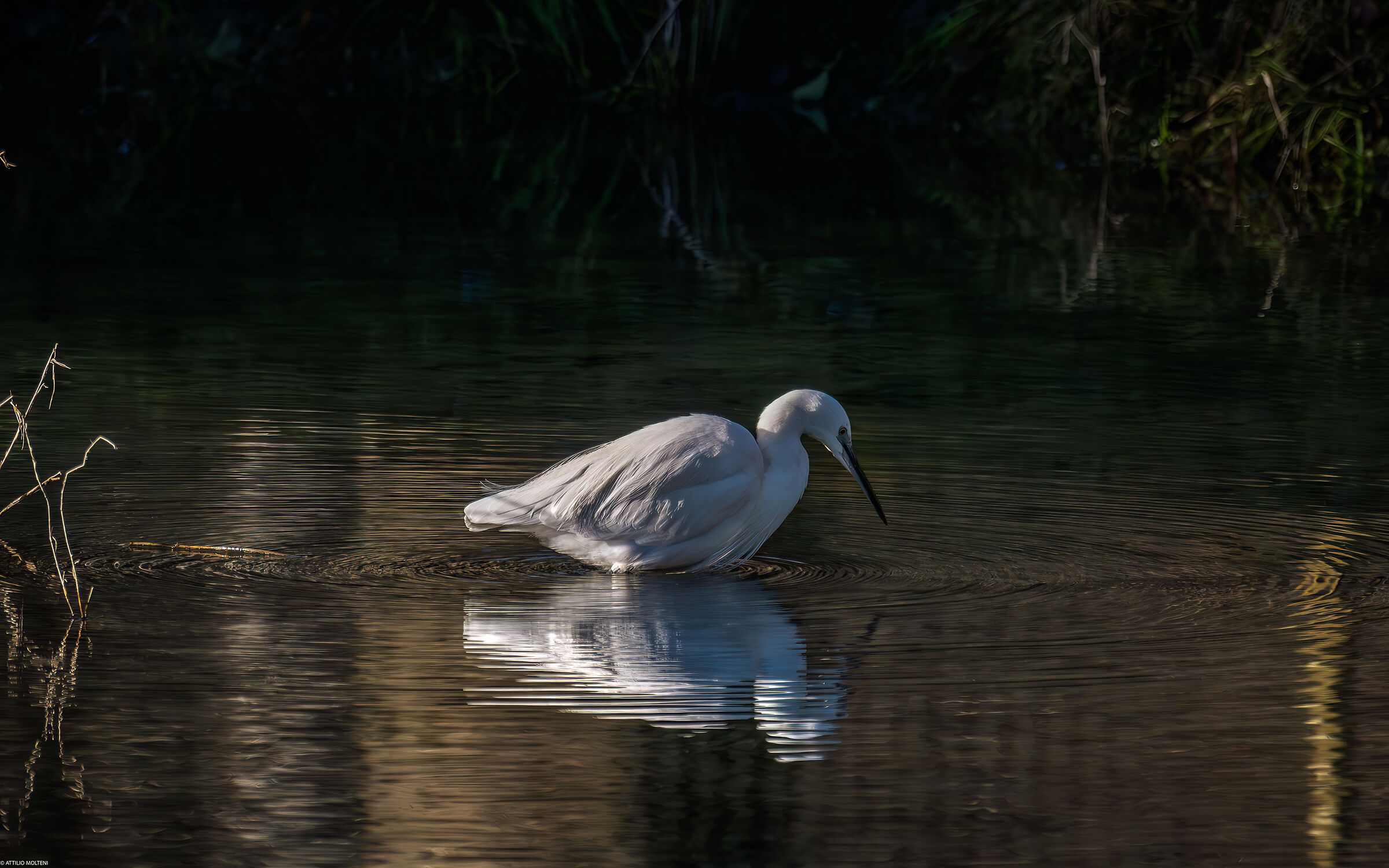 Egret