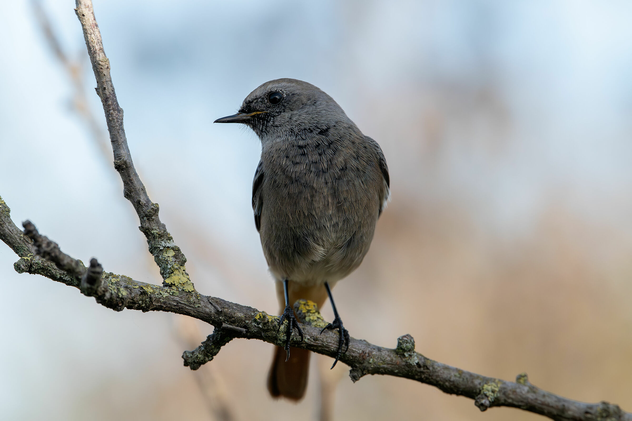 Codirosso spazzacamino #capannocora