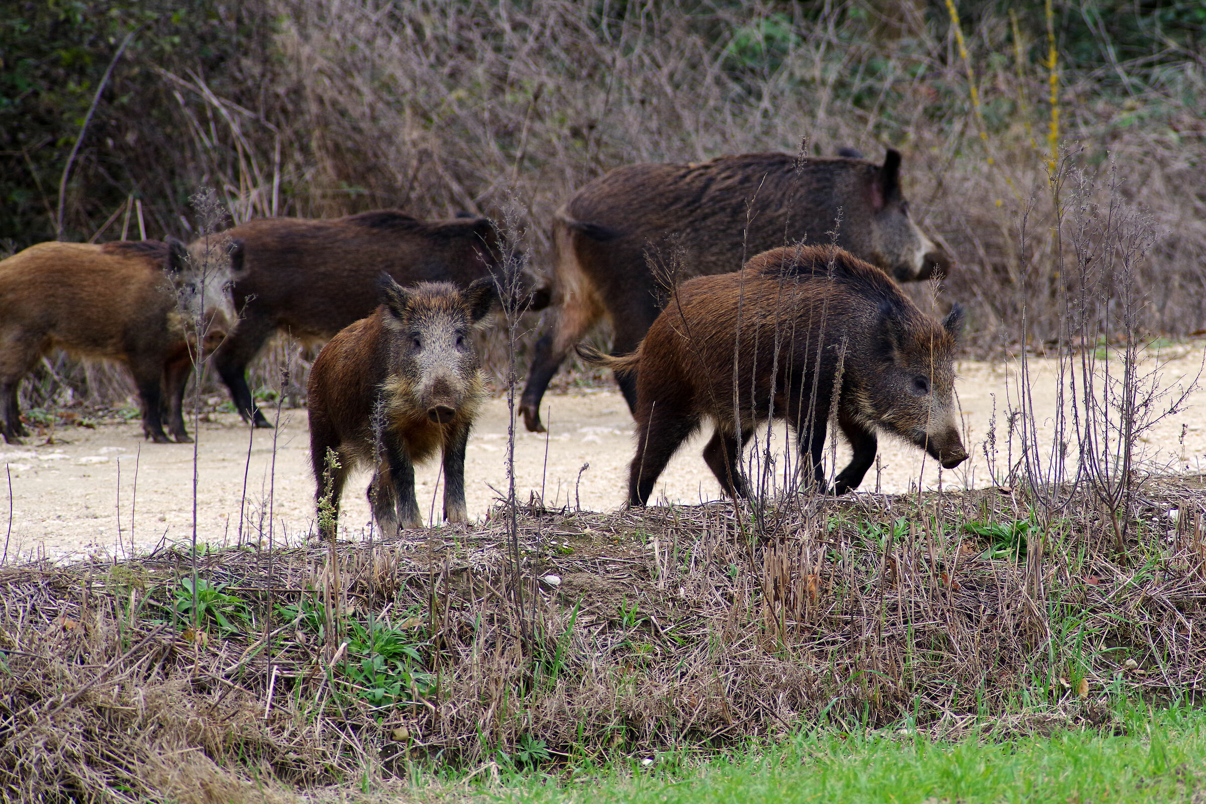 cinghiali domestici - pentax smc 300mm f4 *green star