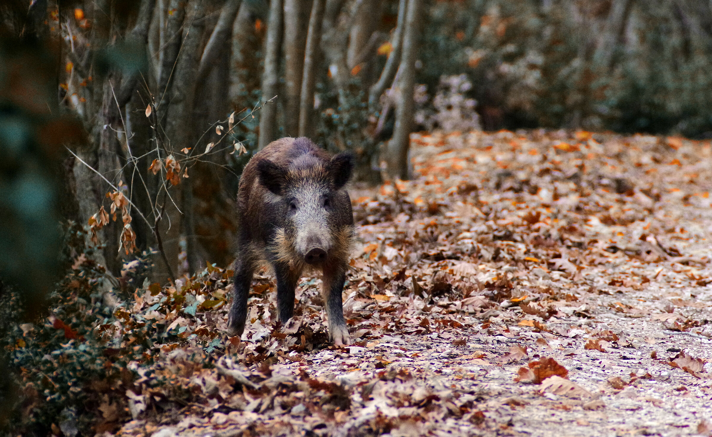 cinghiali domestici- pentax 300mm f4 *green star 2