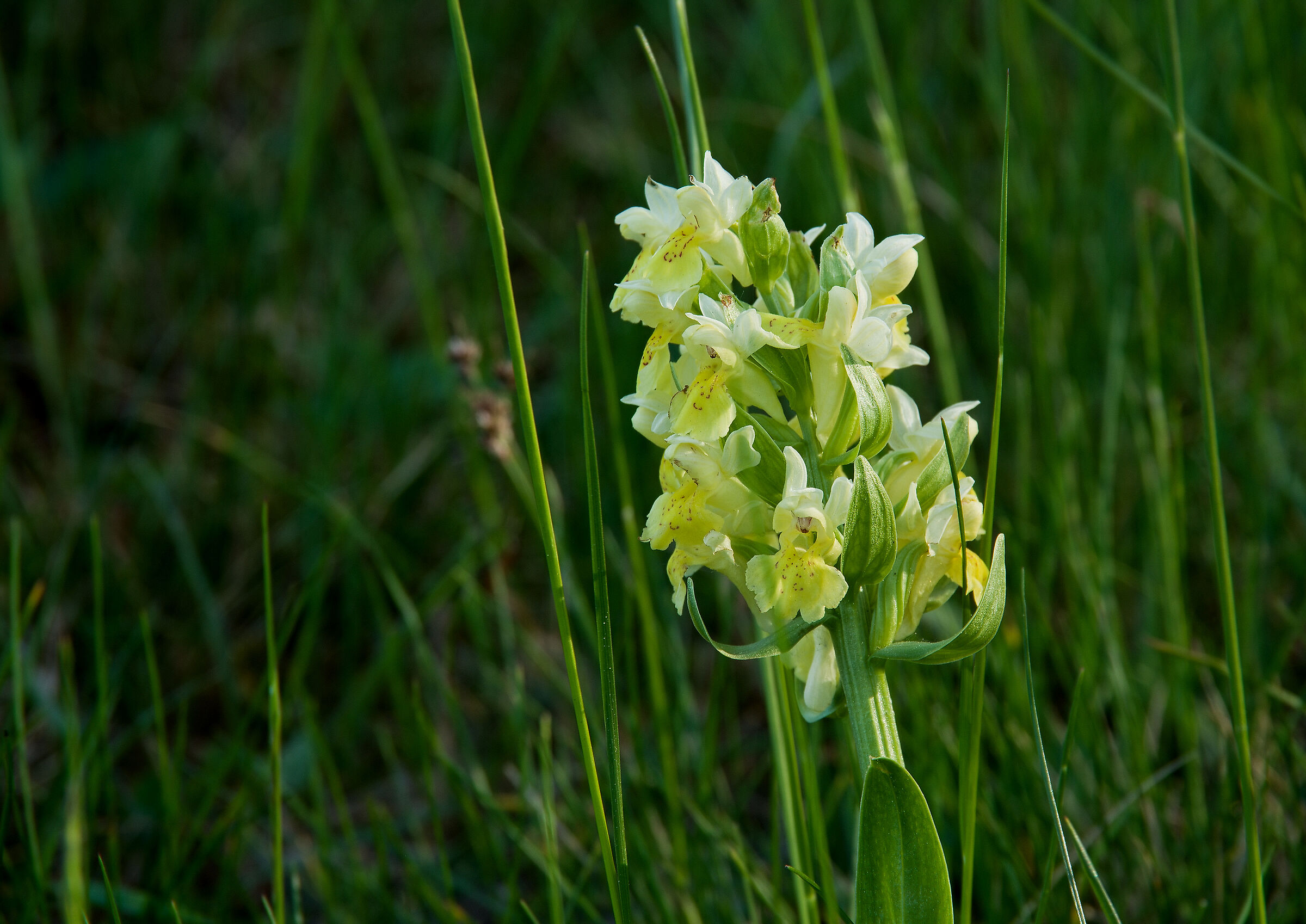 Orchis pallens