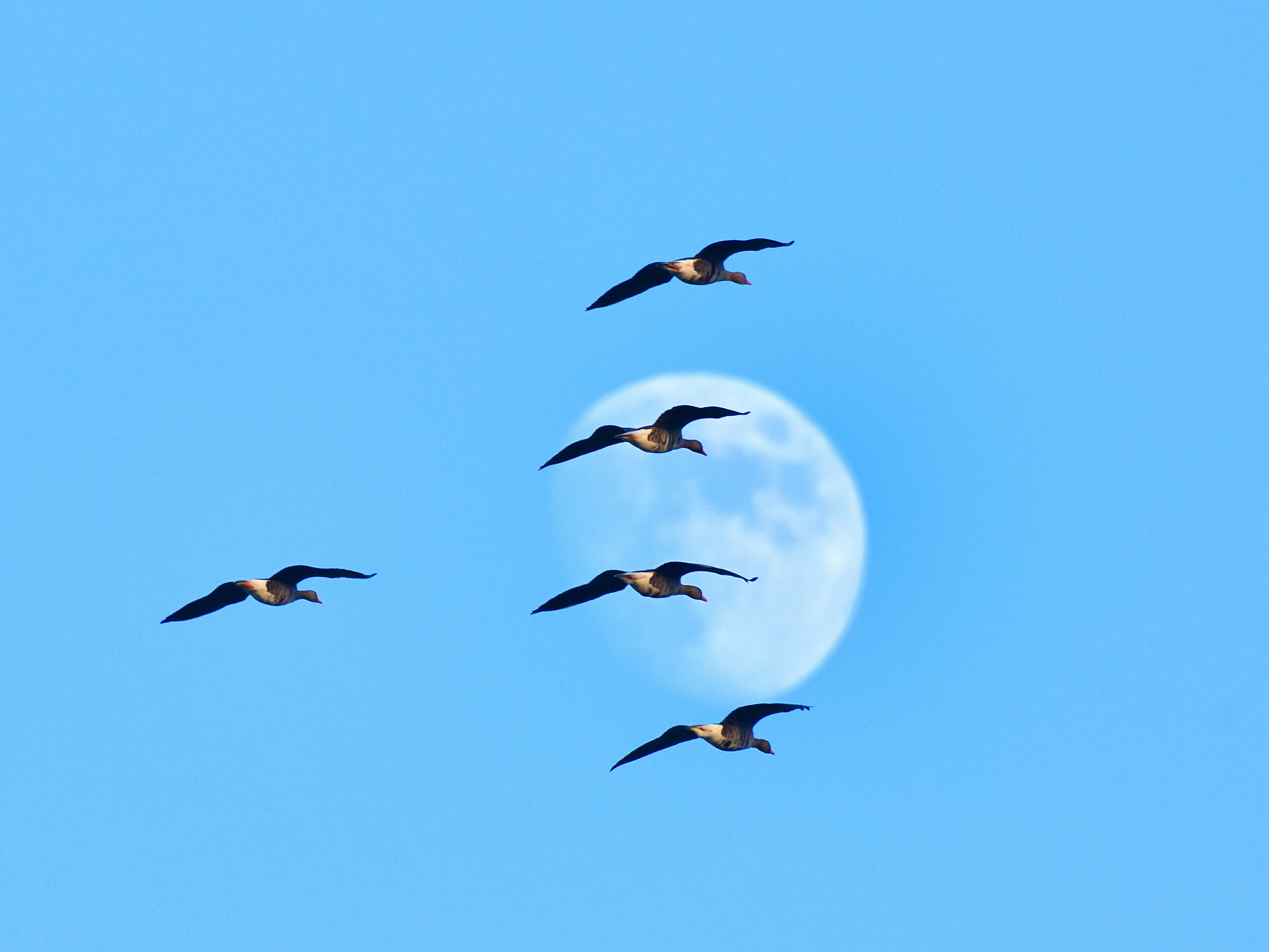 oche lombardelle nel finire del giorno...