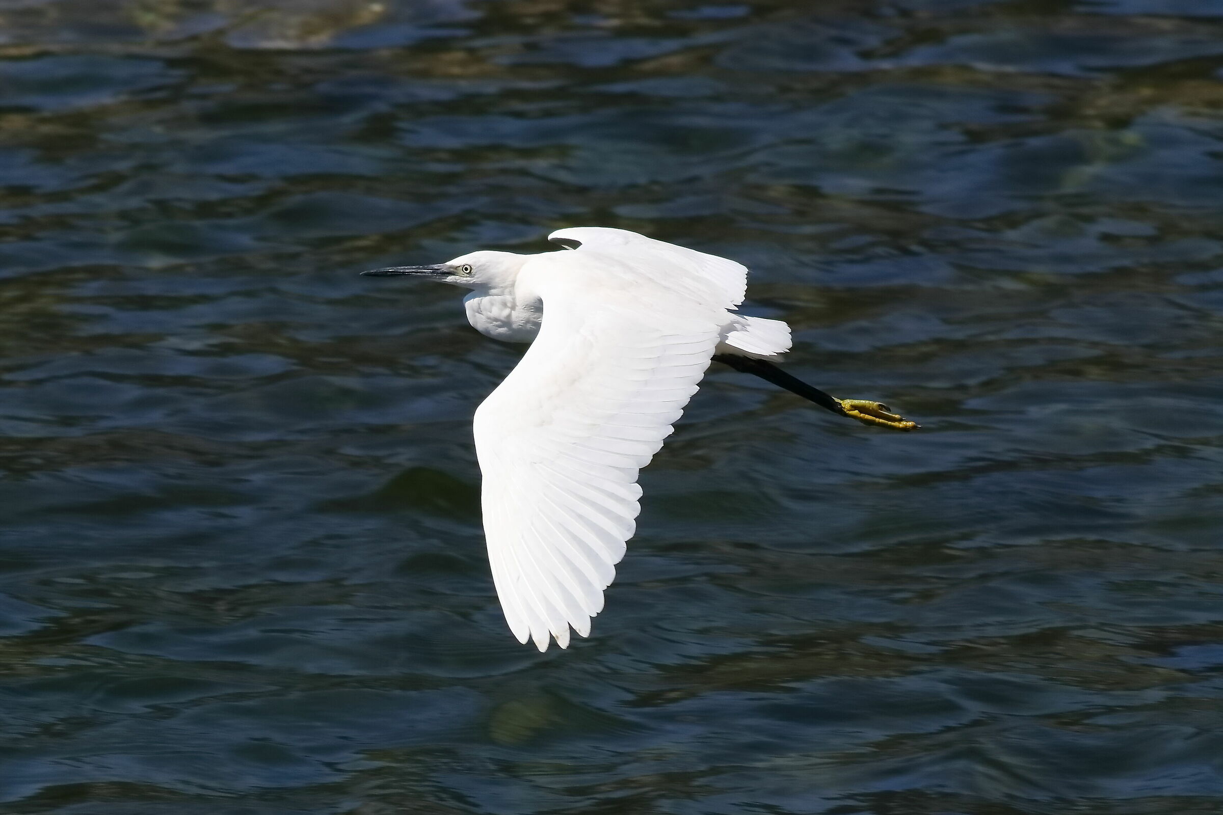Little Egret 13-08-2023