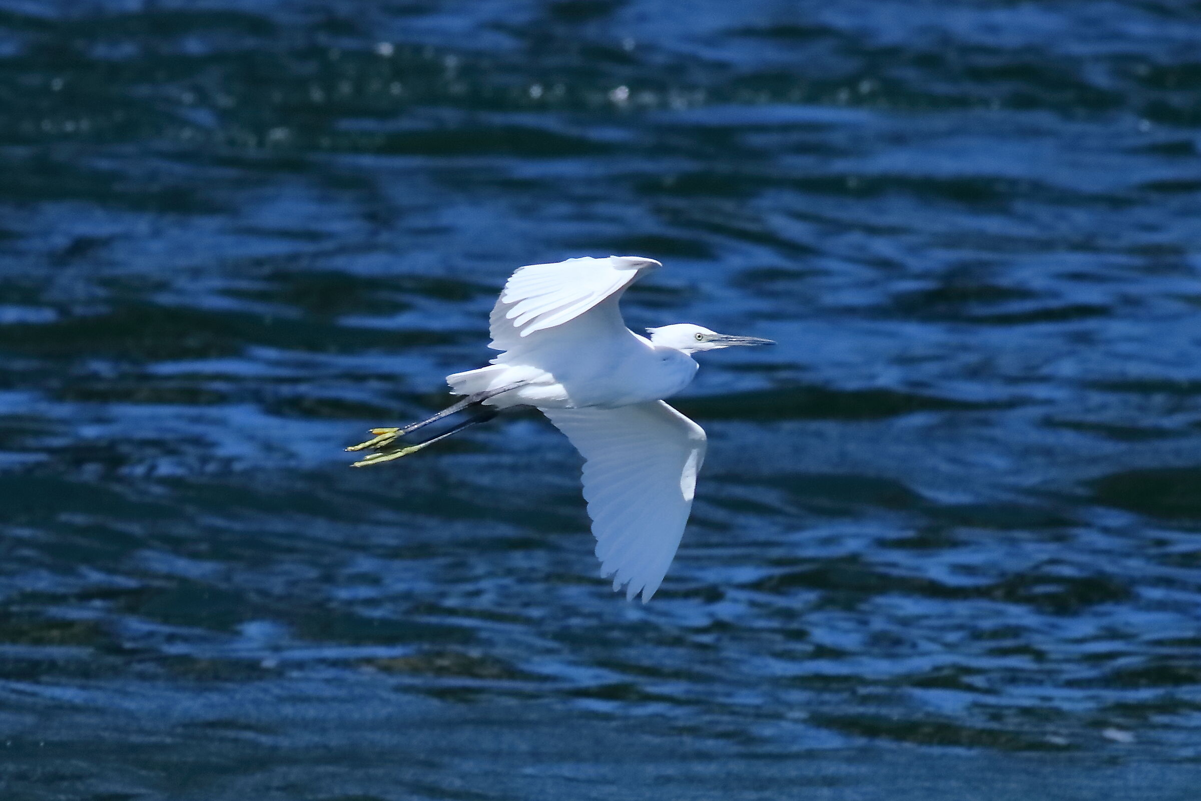 Little Egret 13-08-2023