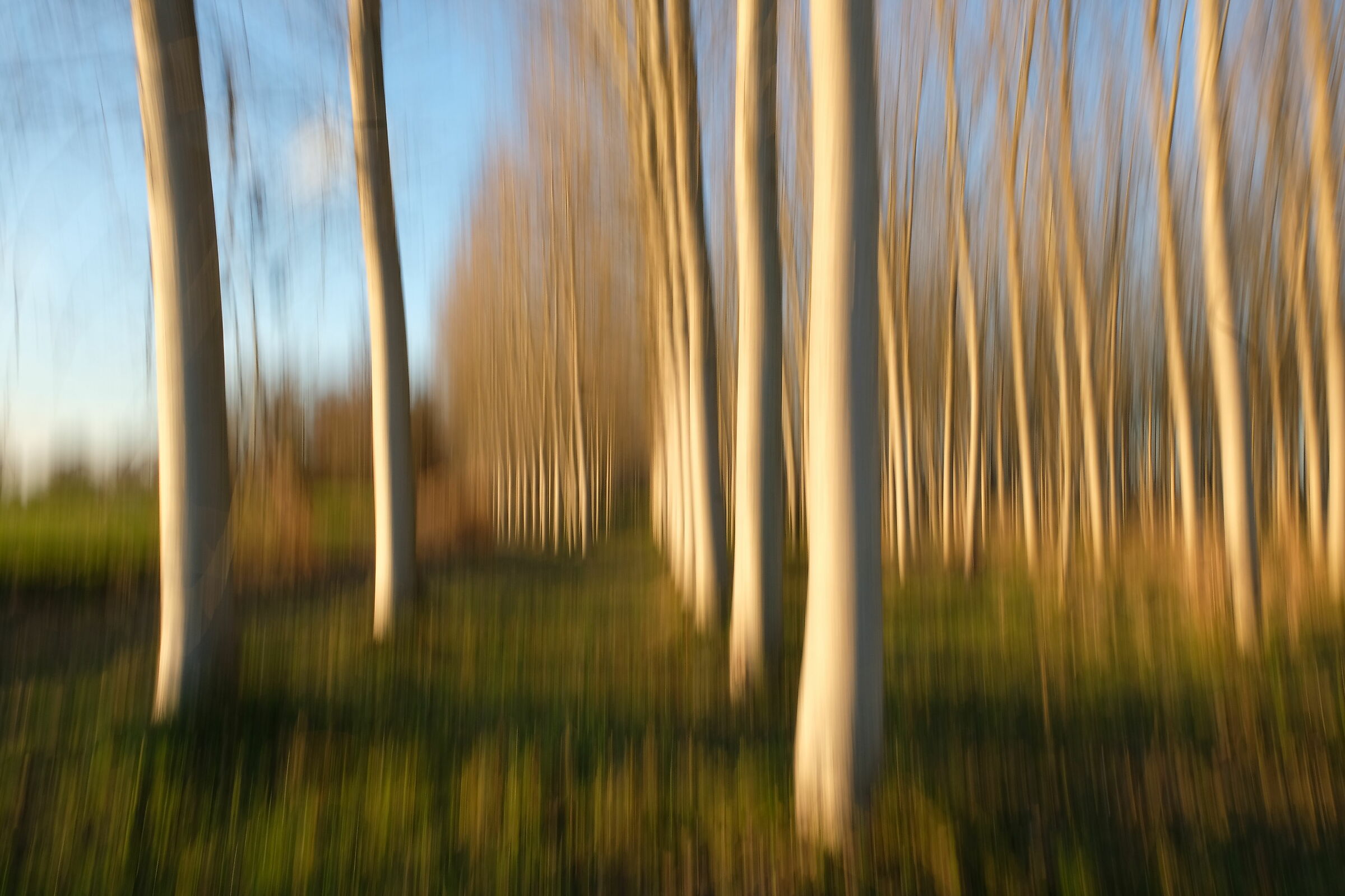 Poplar grove