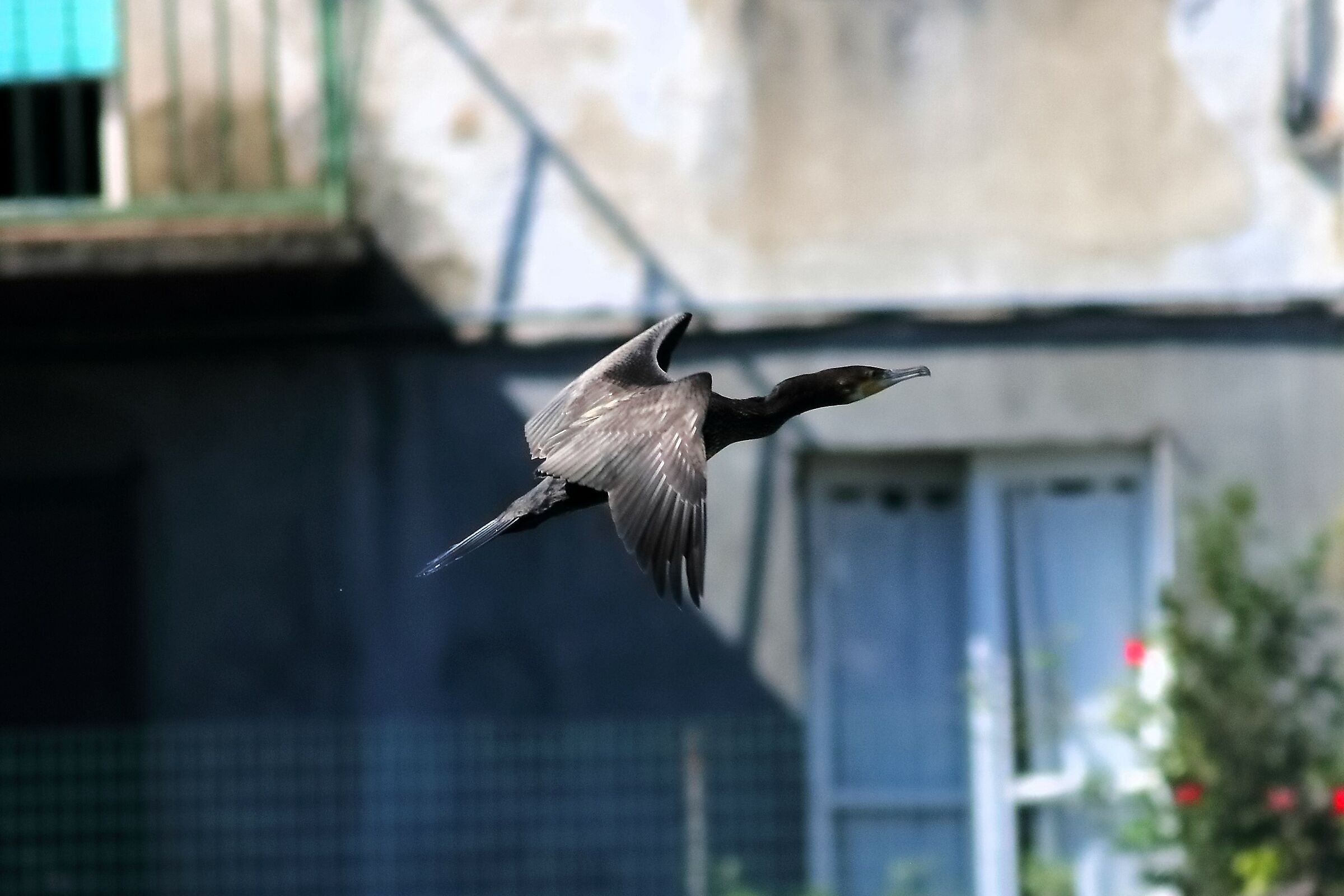 Cormorant 13-08-2023